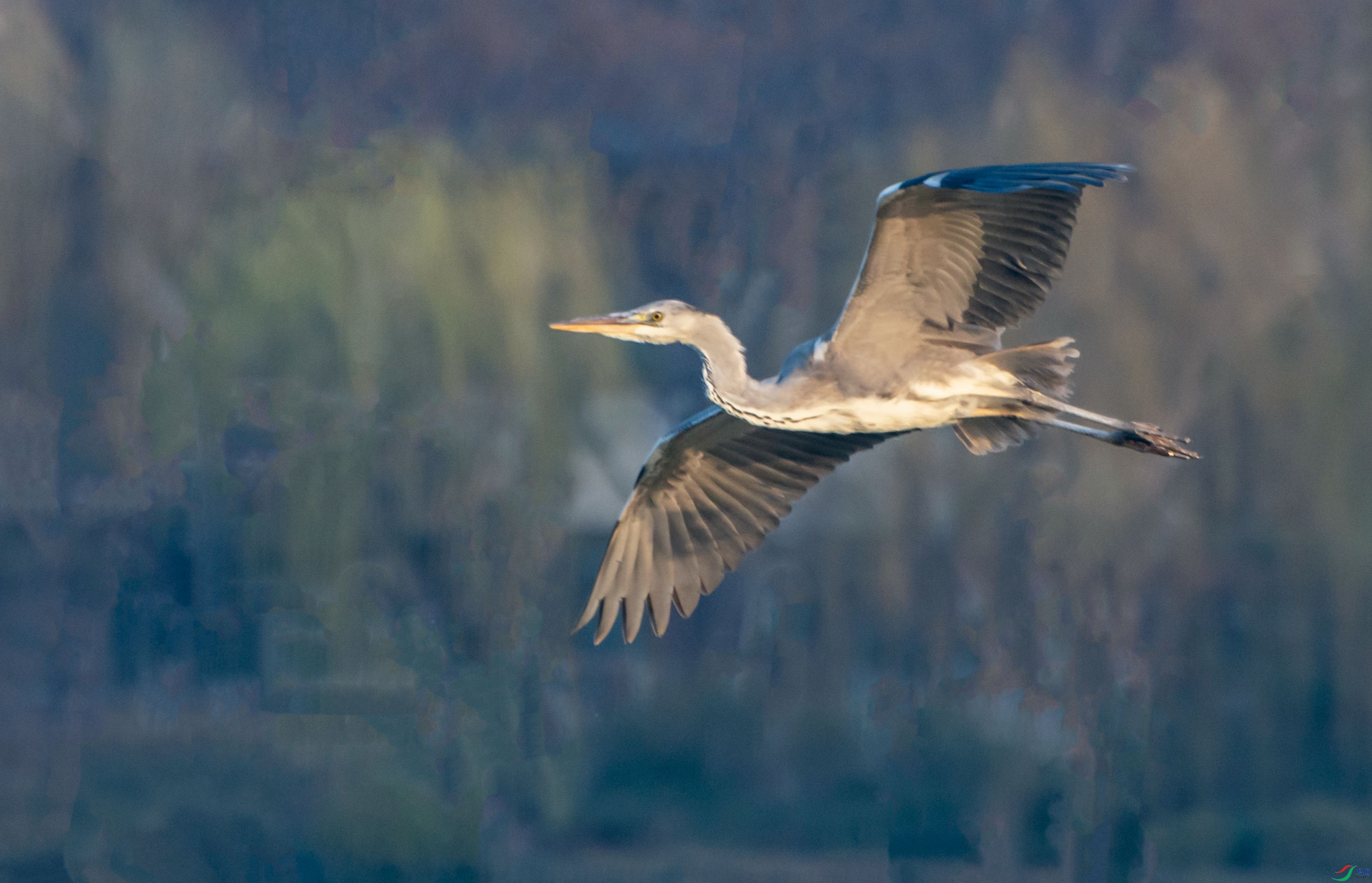 DSC_6161.jpg