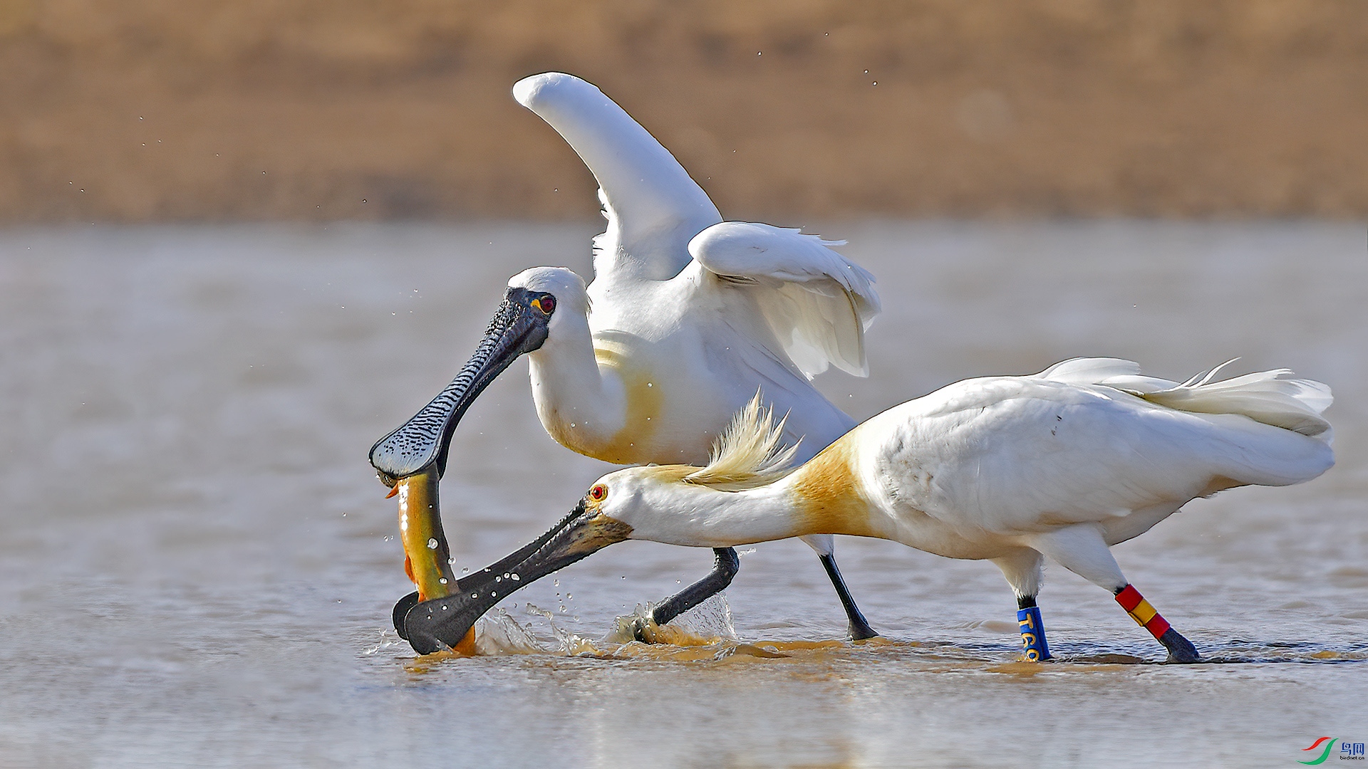 DSC_22nn15.jpg