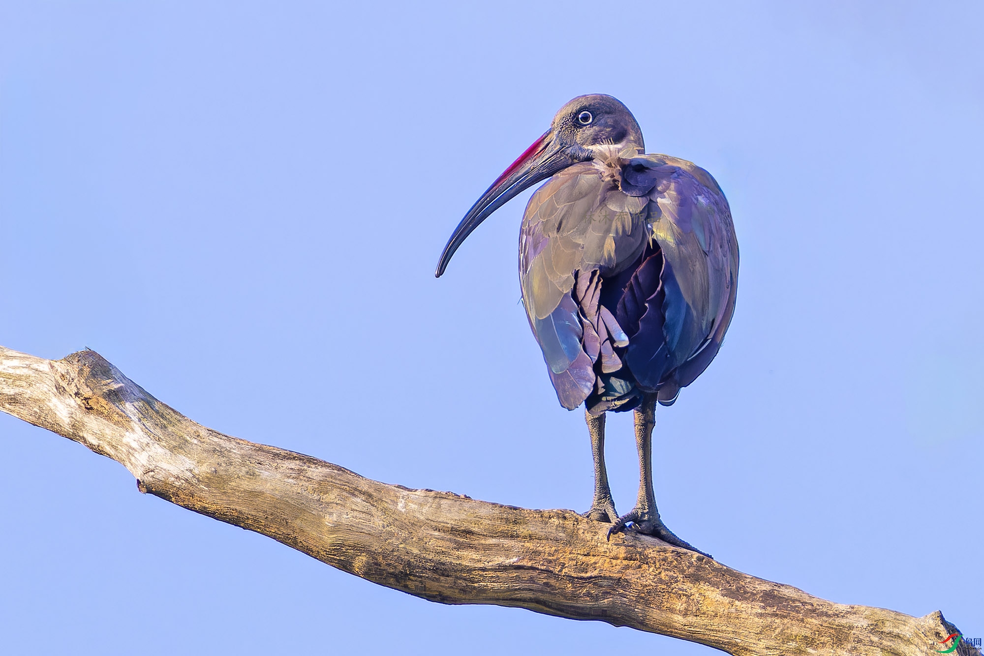 _97A5351-CR3 copy.jpg