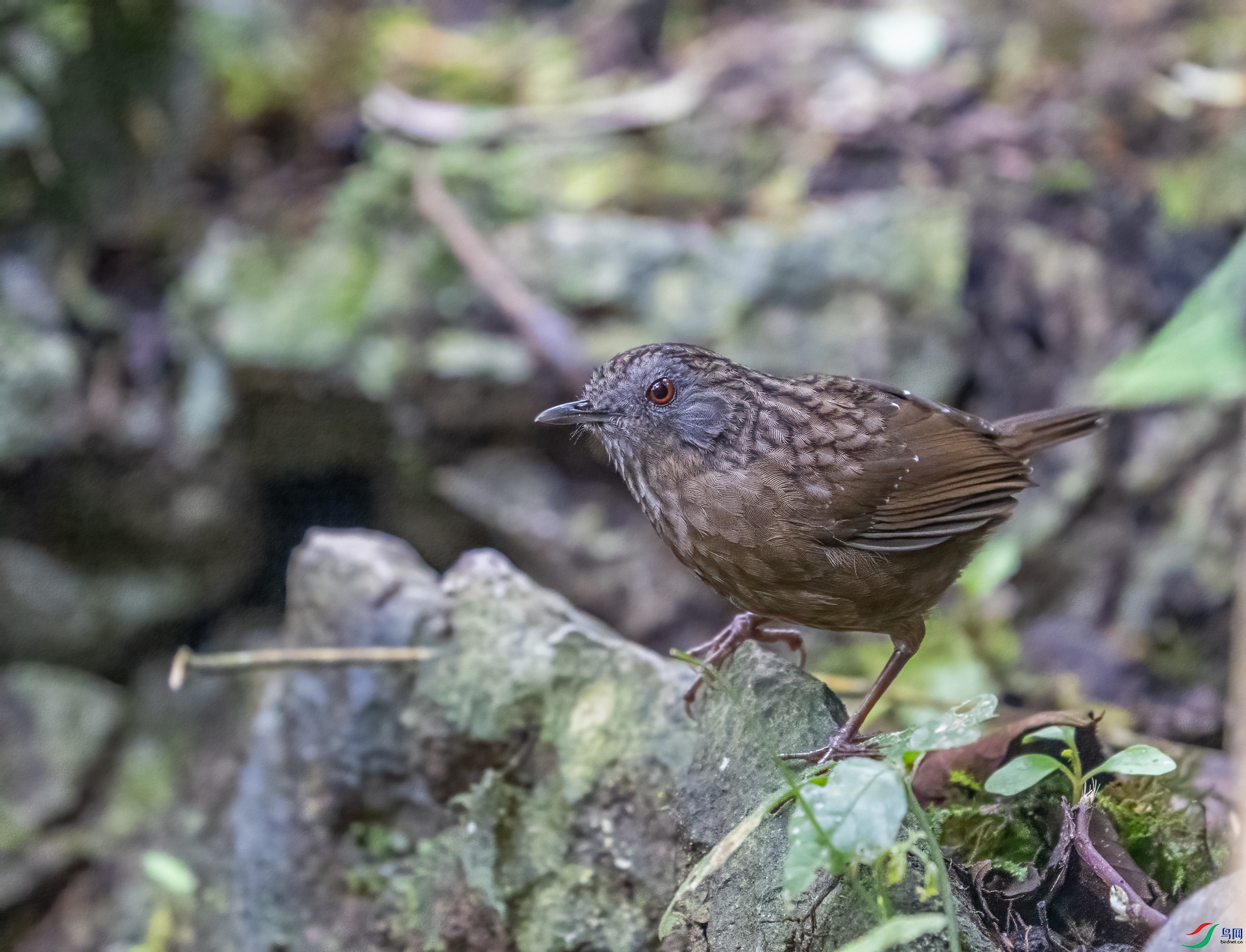 DSC_6431.jpg