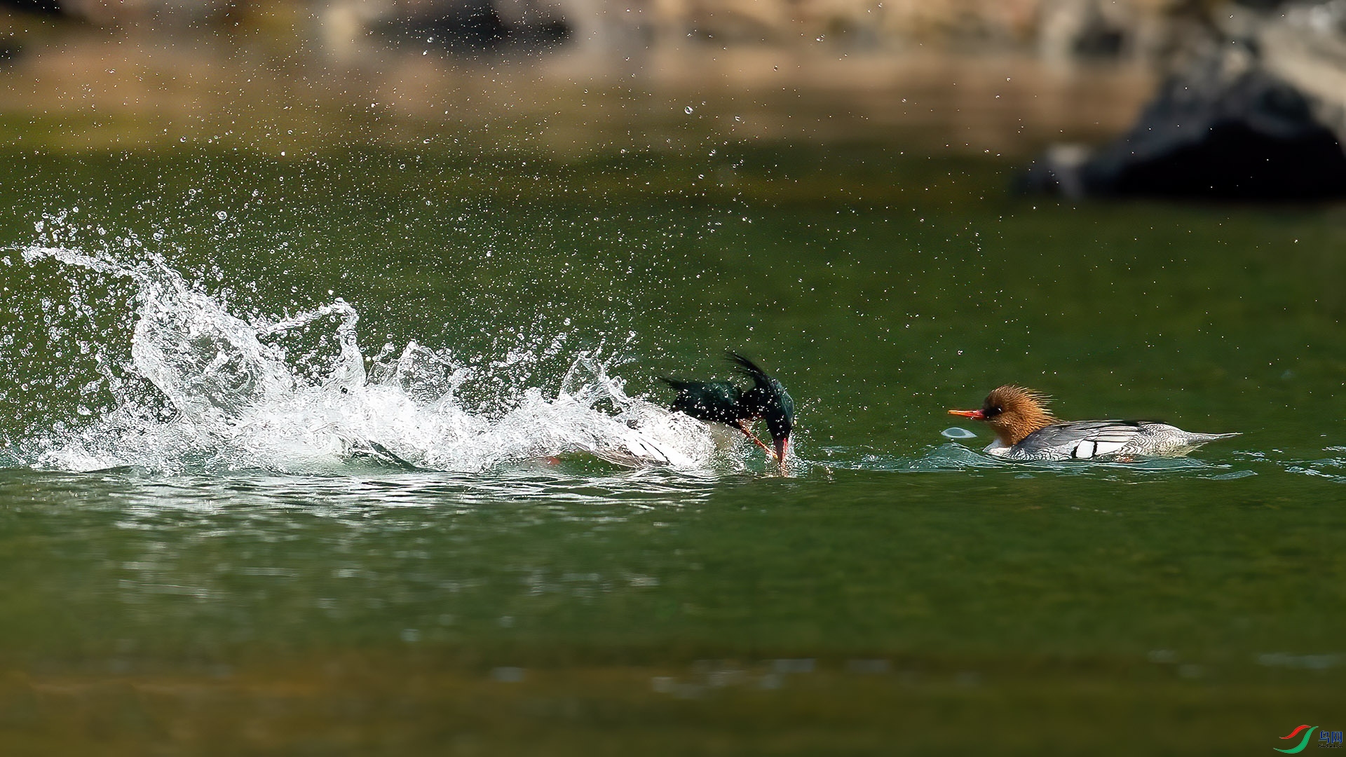 DSC_6976.jpg