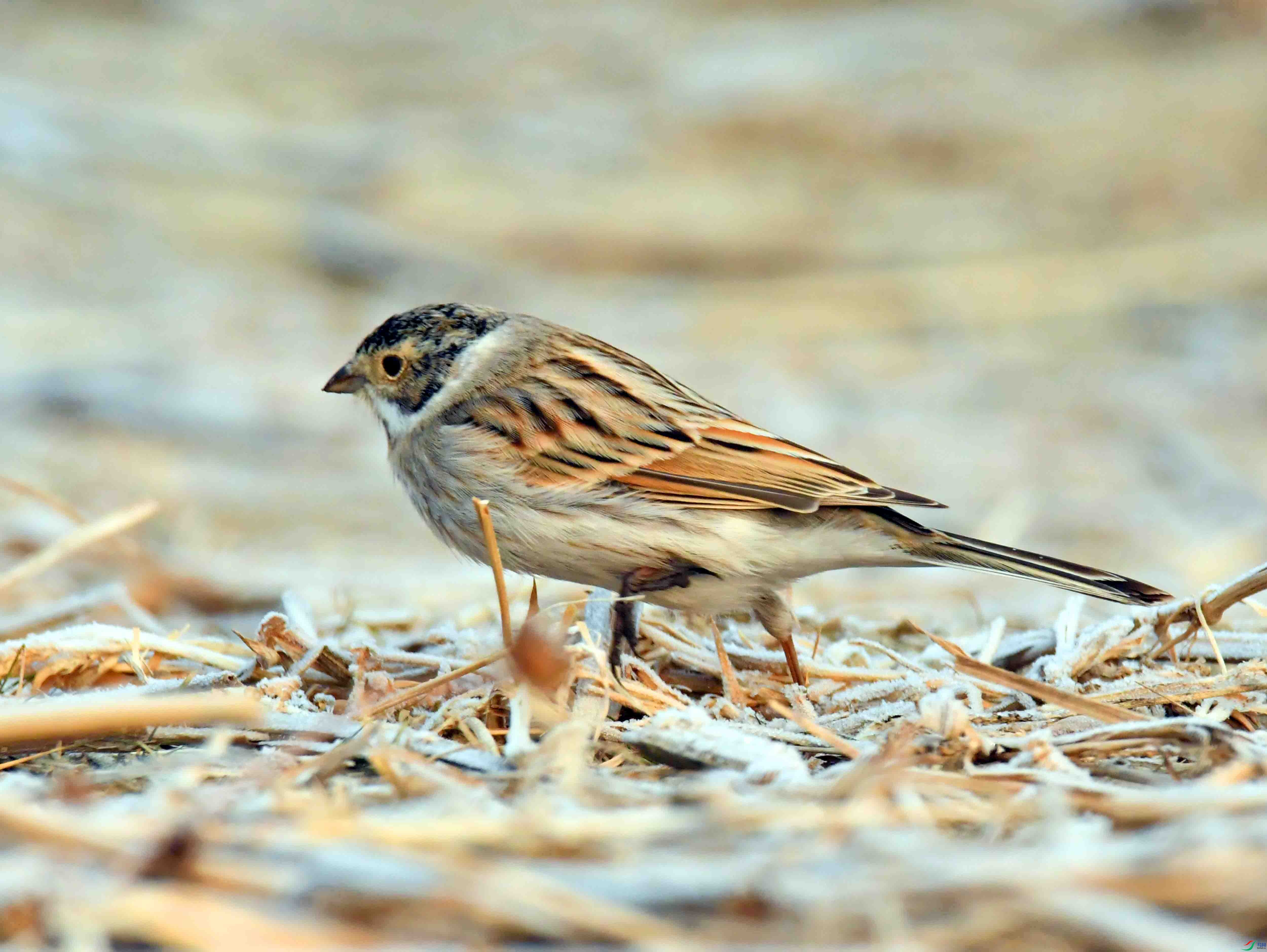 DSC_8232.JPG