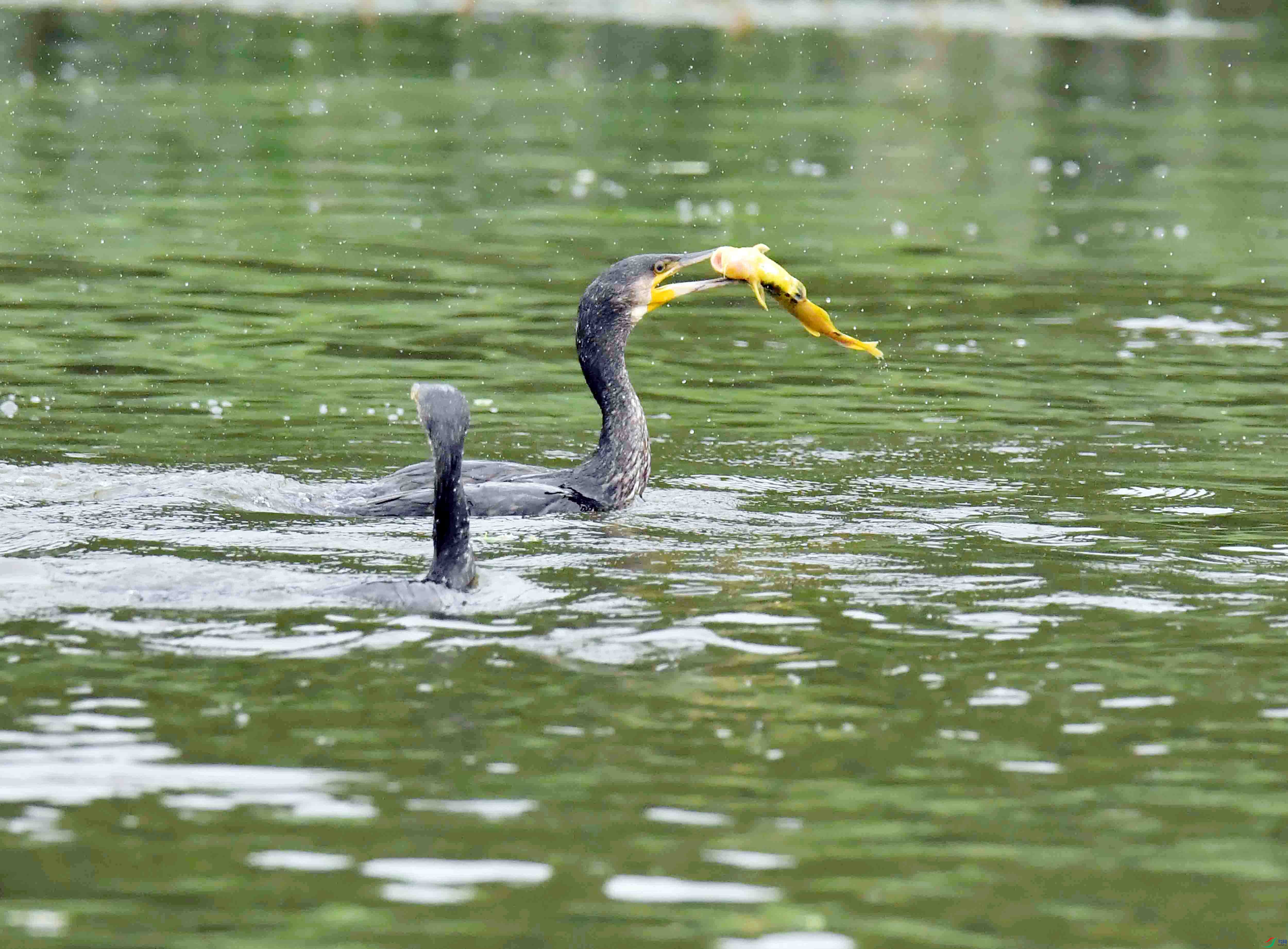 DSC_7209.JPG
