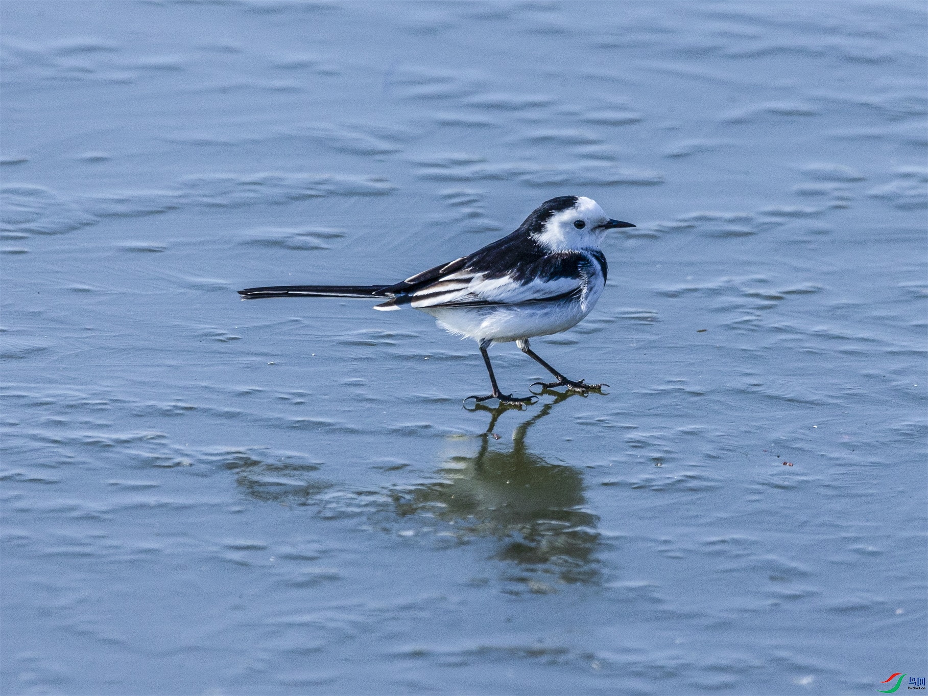 1K3A8005 ����1.jpg