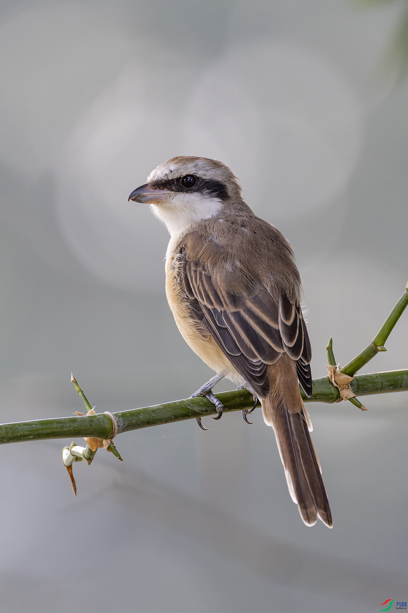 _97A5342-CR3 copy.jpg