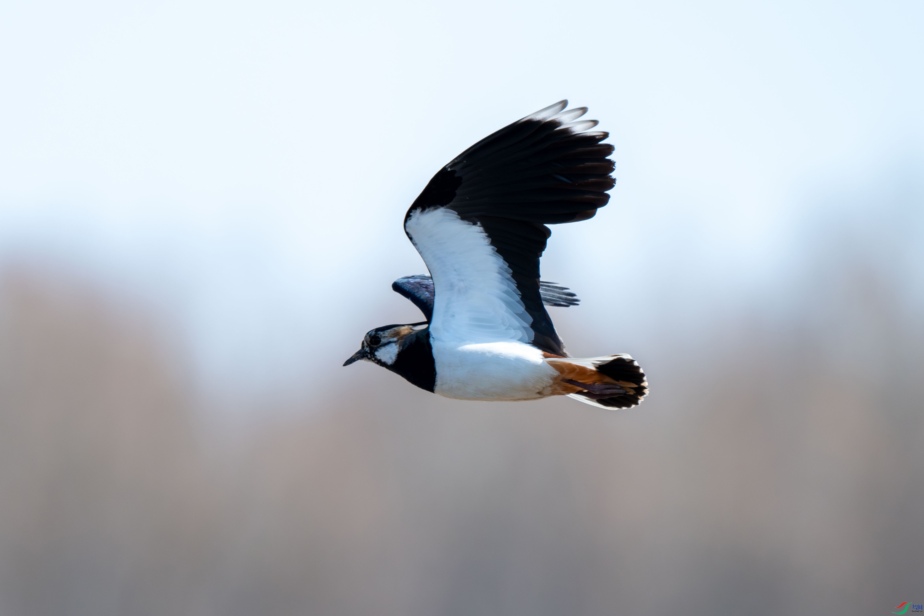 DSC_6040.jpg
