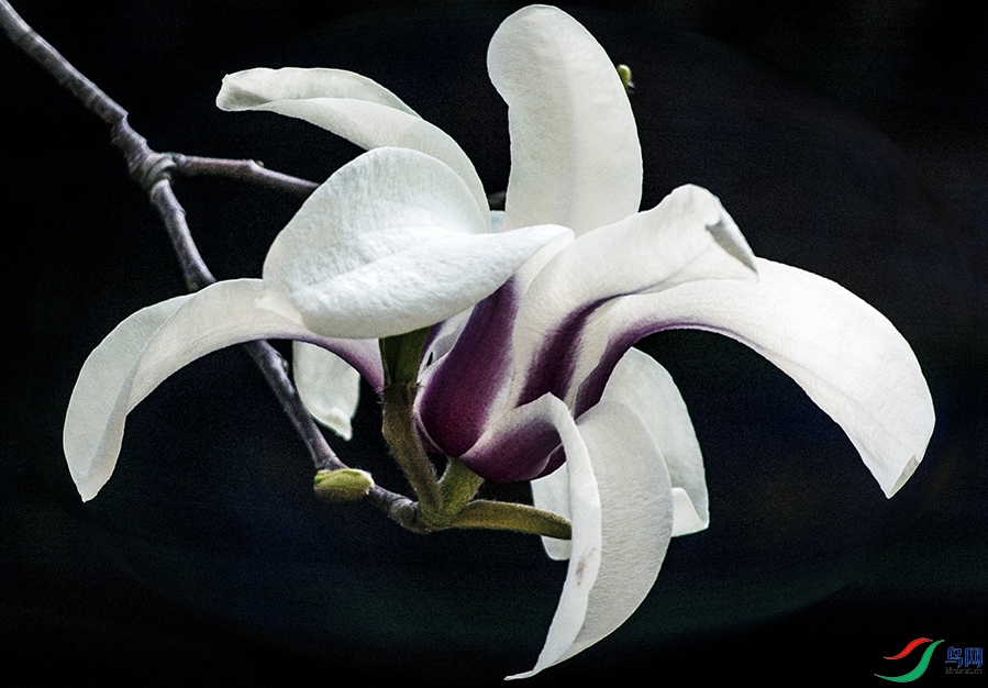 DSC_3043a.jpg