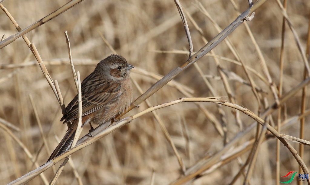 1O0A0477-001.JPG