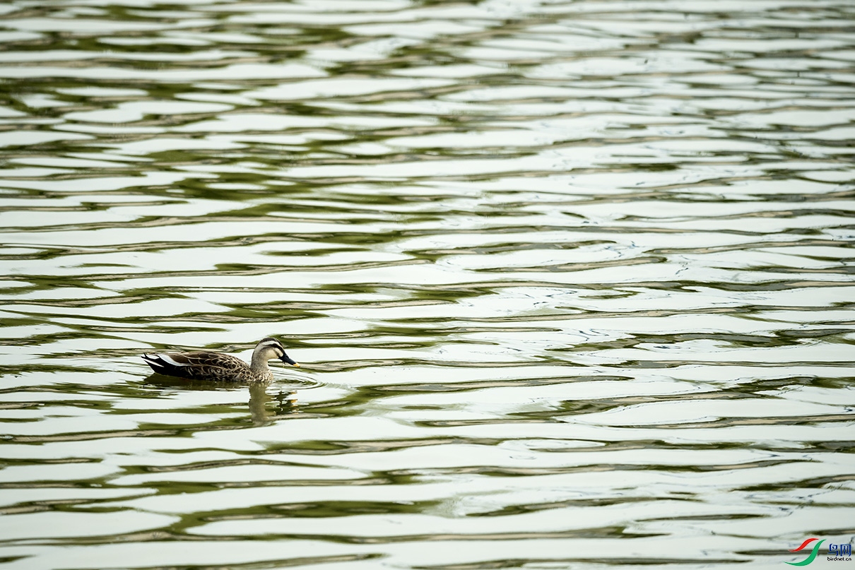 _DSC9971.jpg