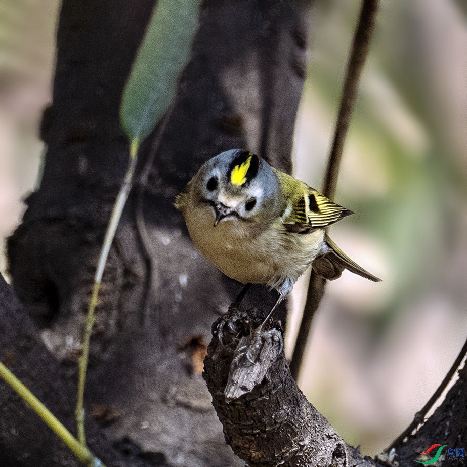 ͷ��һ��С�ջ�