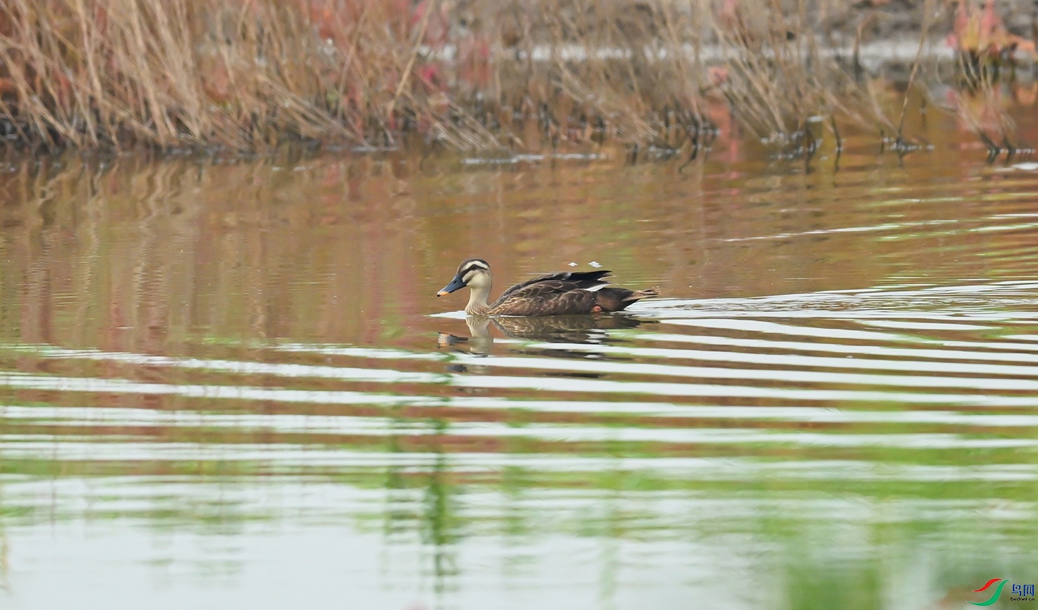 DSC_2971f.jpg