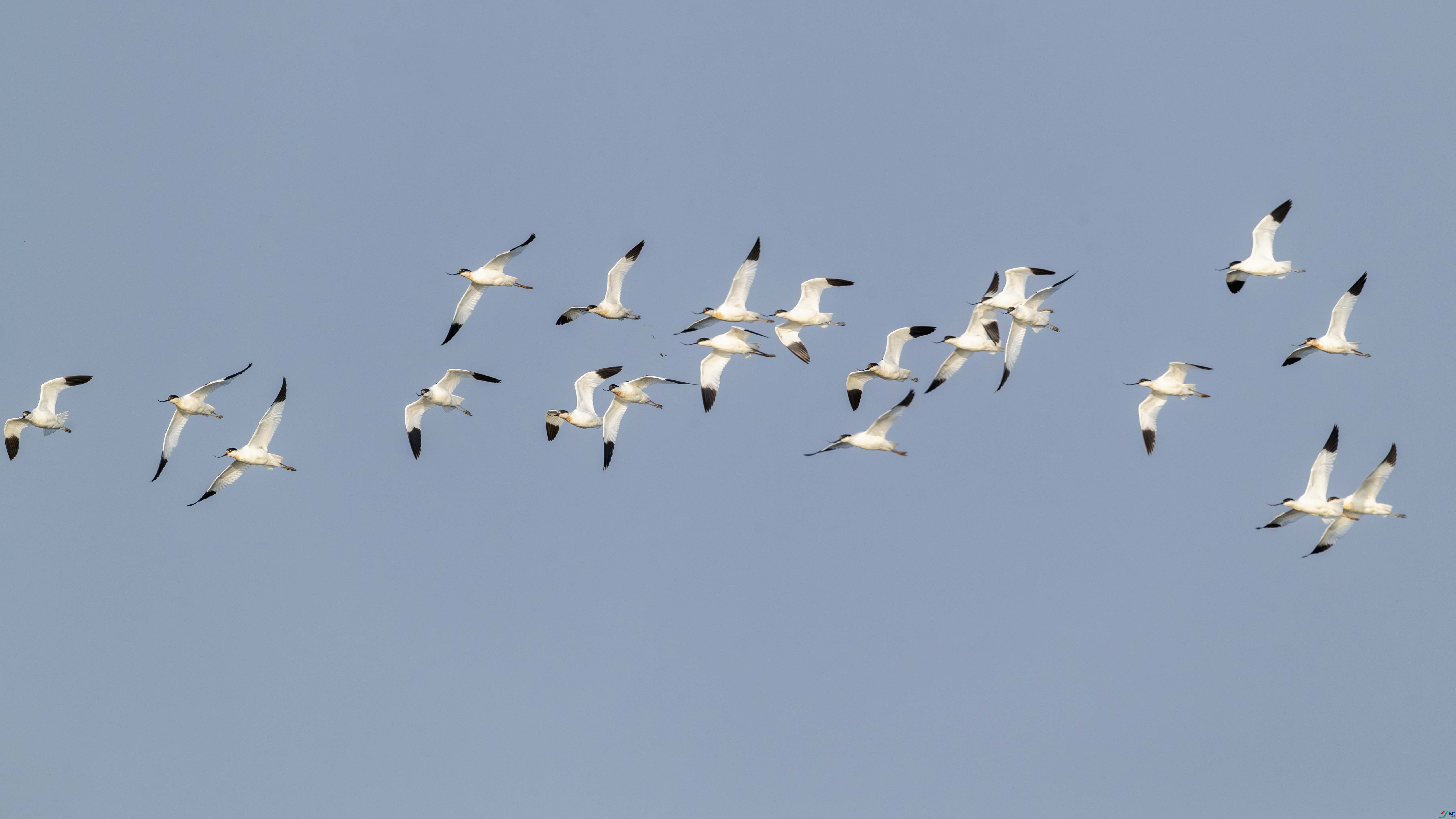 DSC_6500_1.JPG