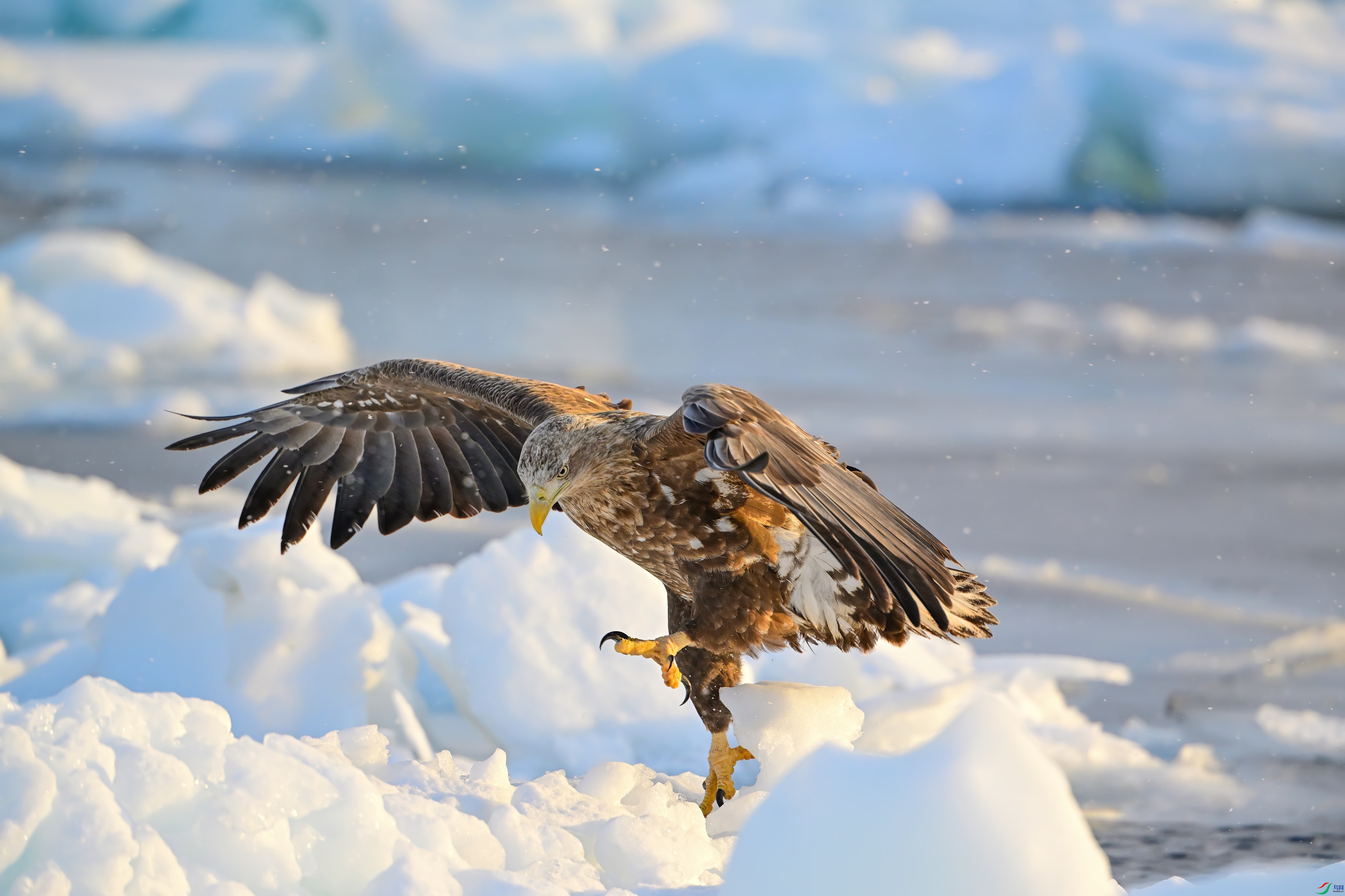 DSC_2147---.jpg