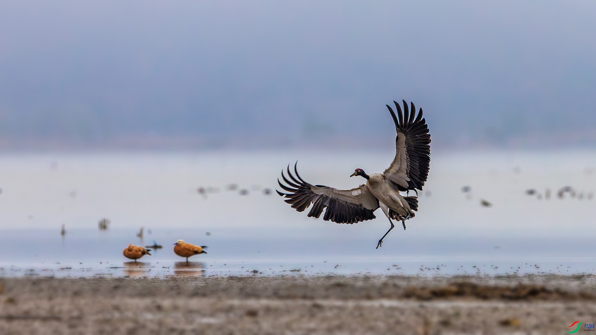 1I9A5398-����ǿ-1ab (1).jpg