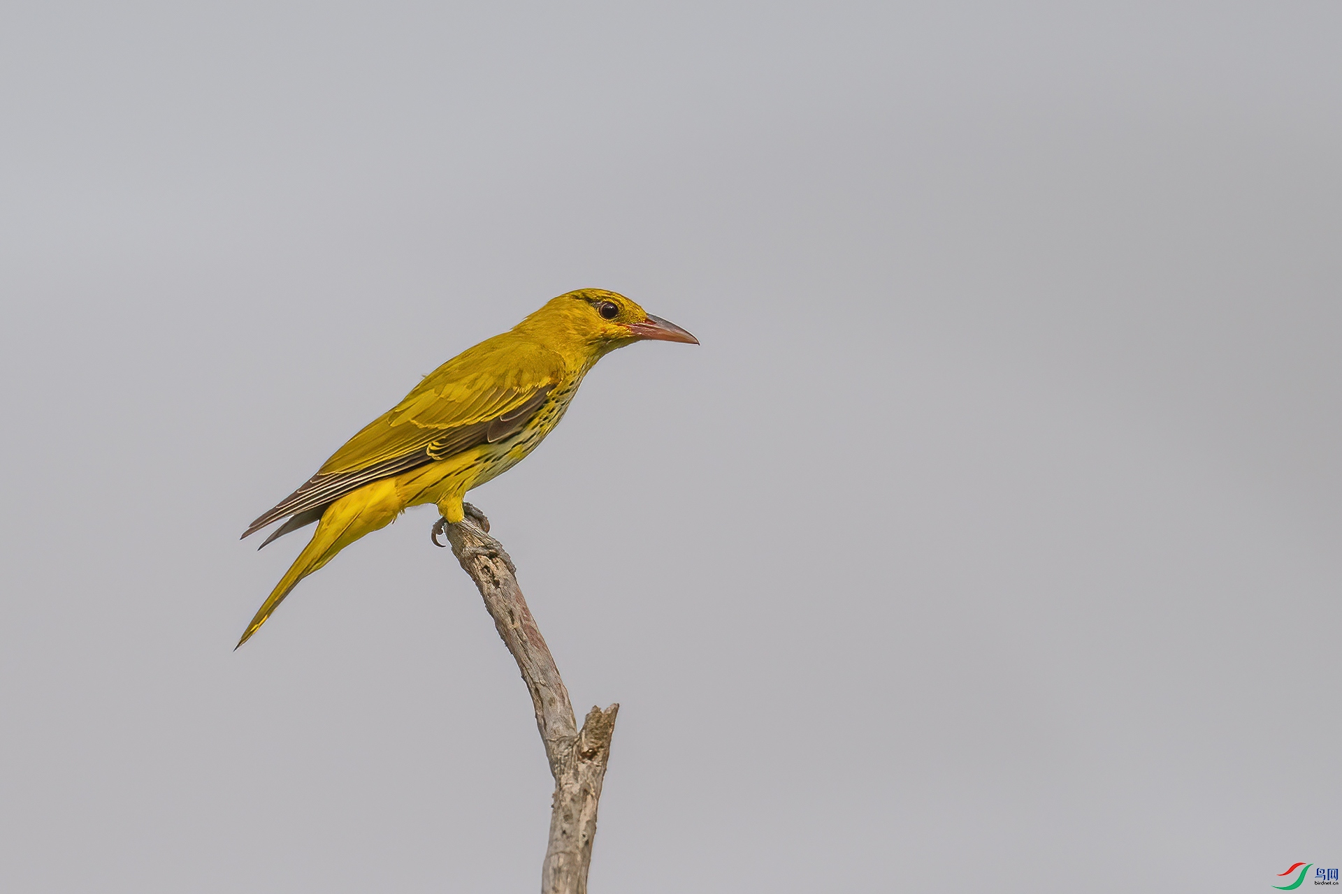 DSC_0990.jpg