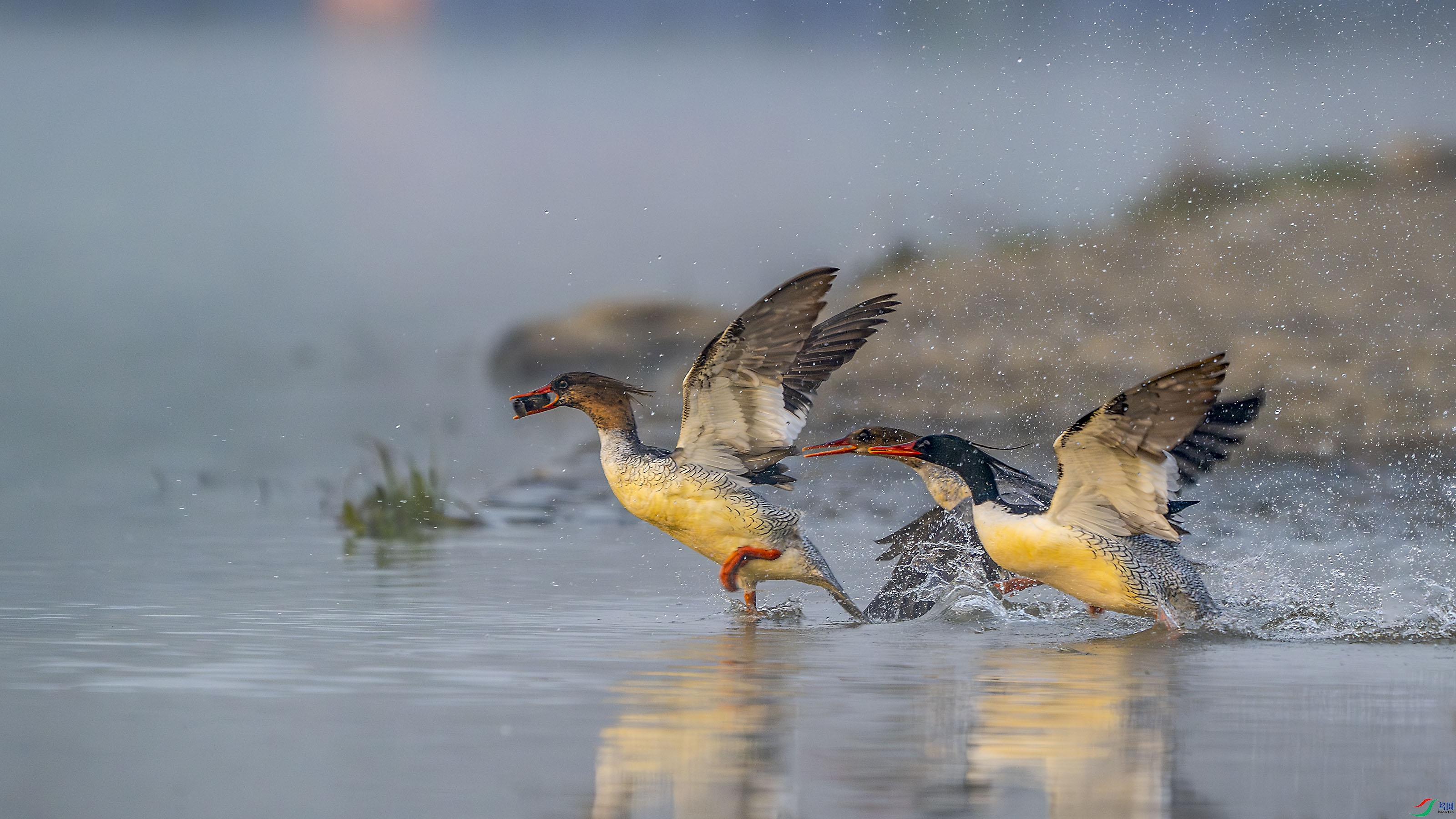 _DSC5701-����ǿ-NR ����xiao ����.jpg