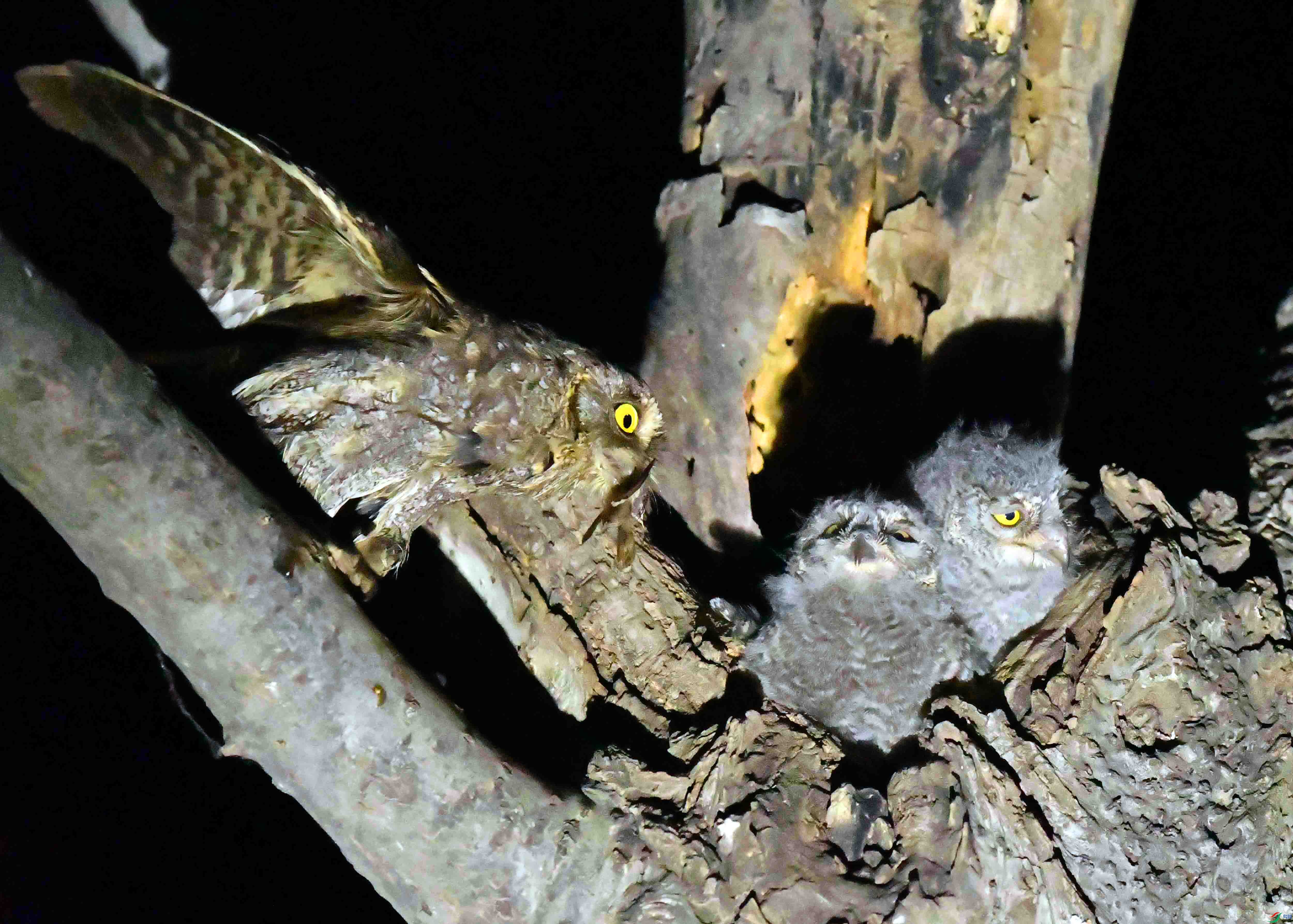 DSC_4587.JPG