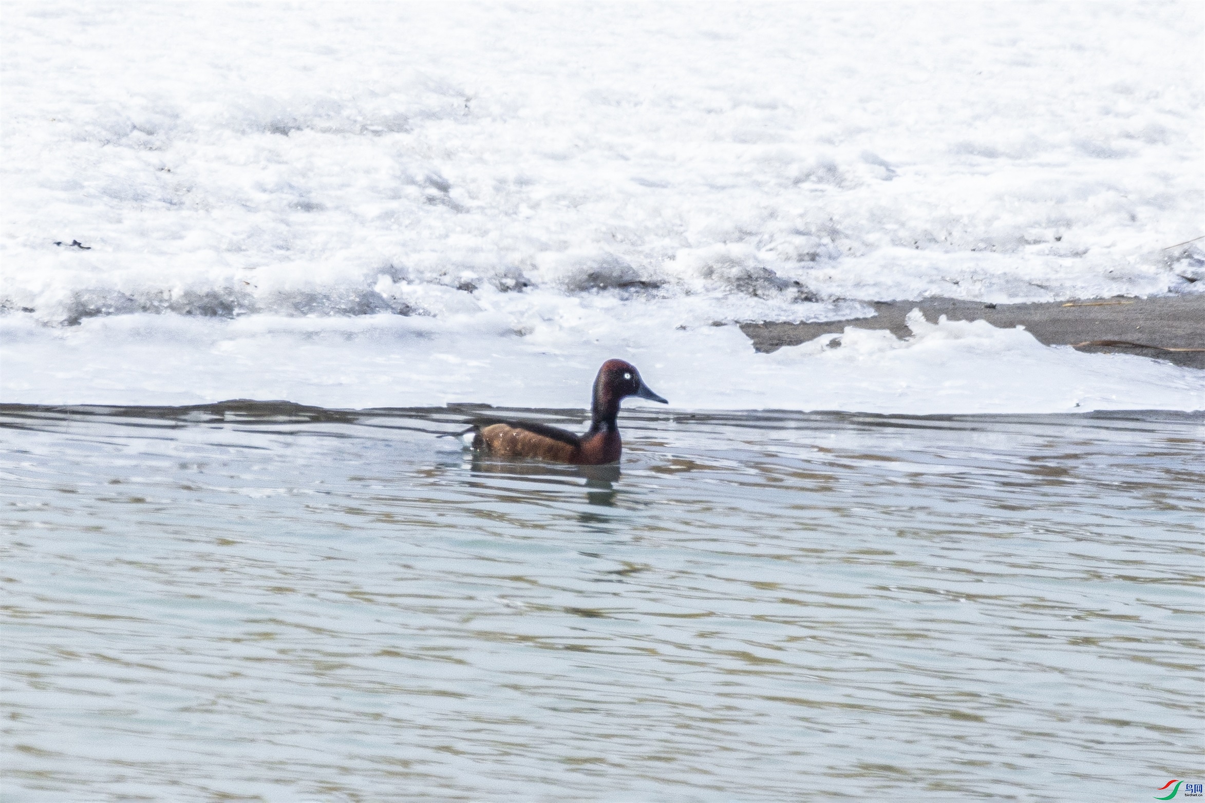 1K3A8196 ����1.jpg