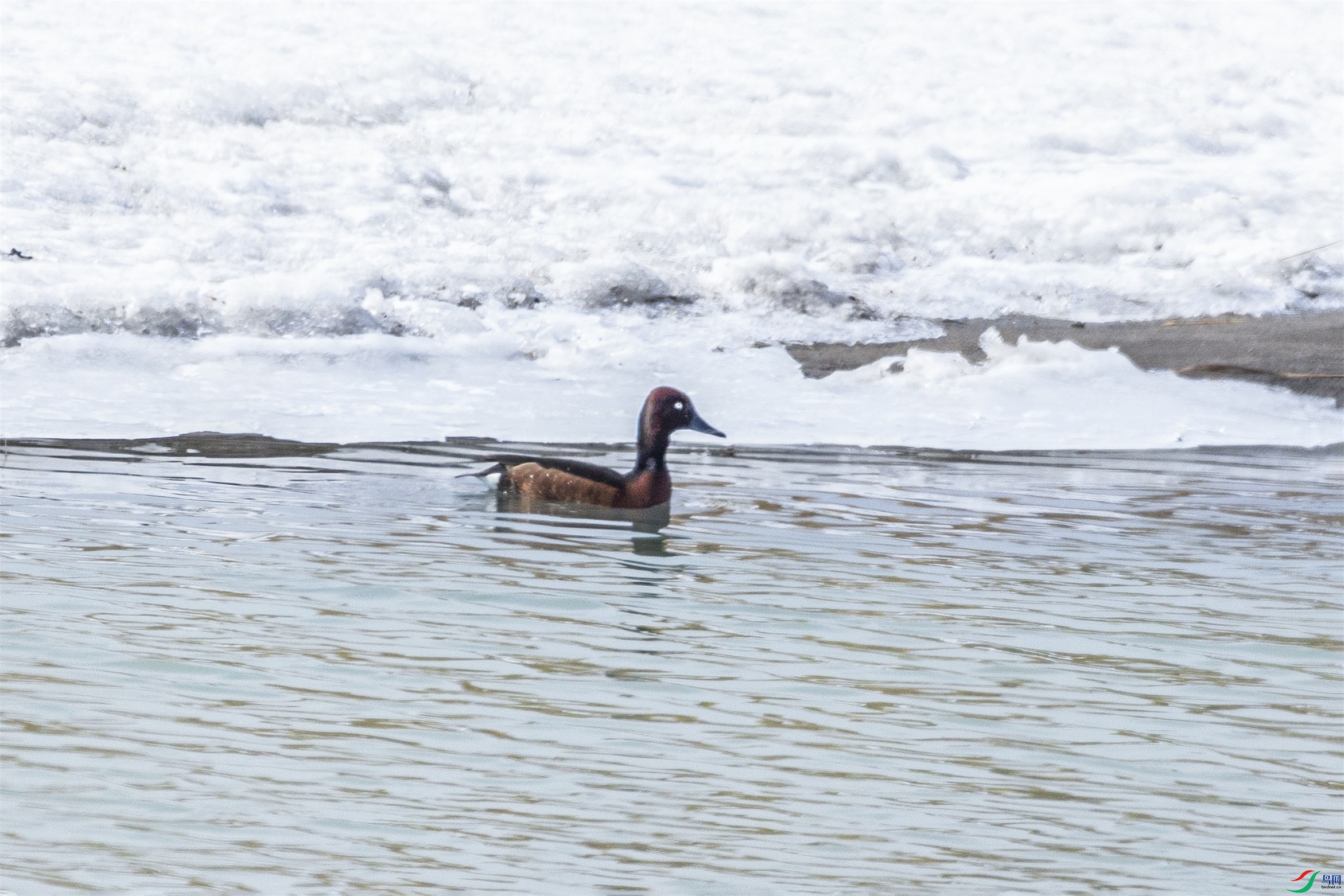 1K3A8198 ����1.jpg