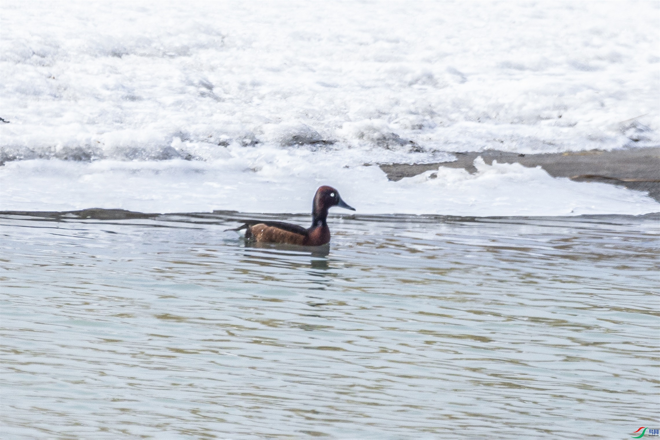 1K3A8199 ����1.jpg