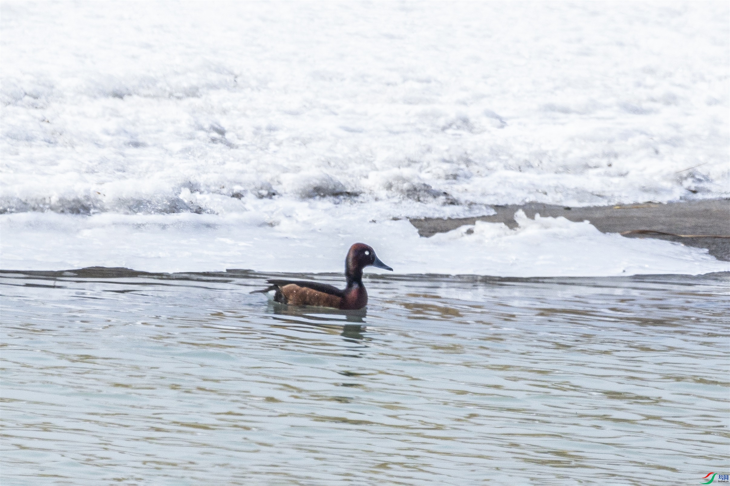 1K3A8201 ����1.jpg