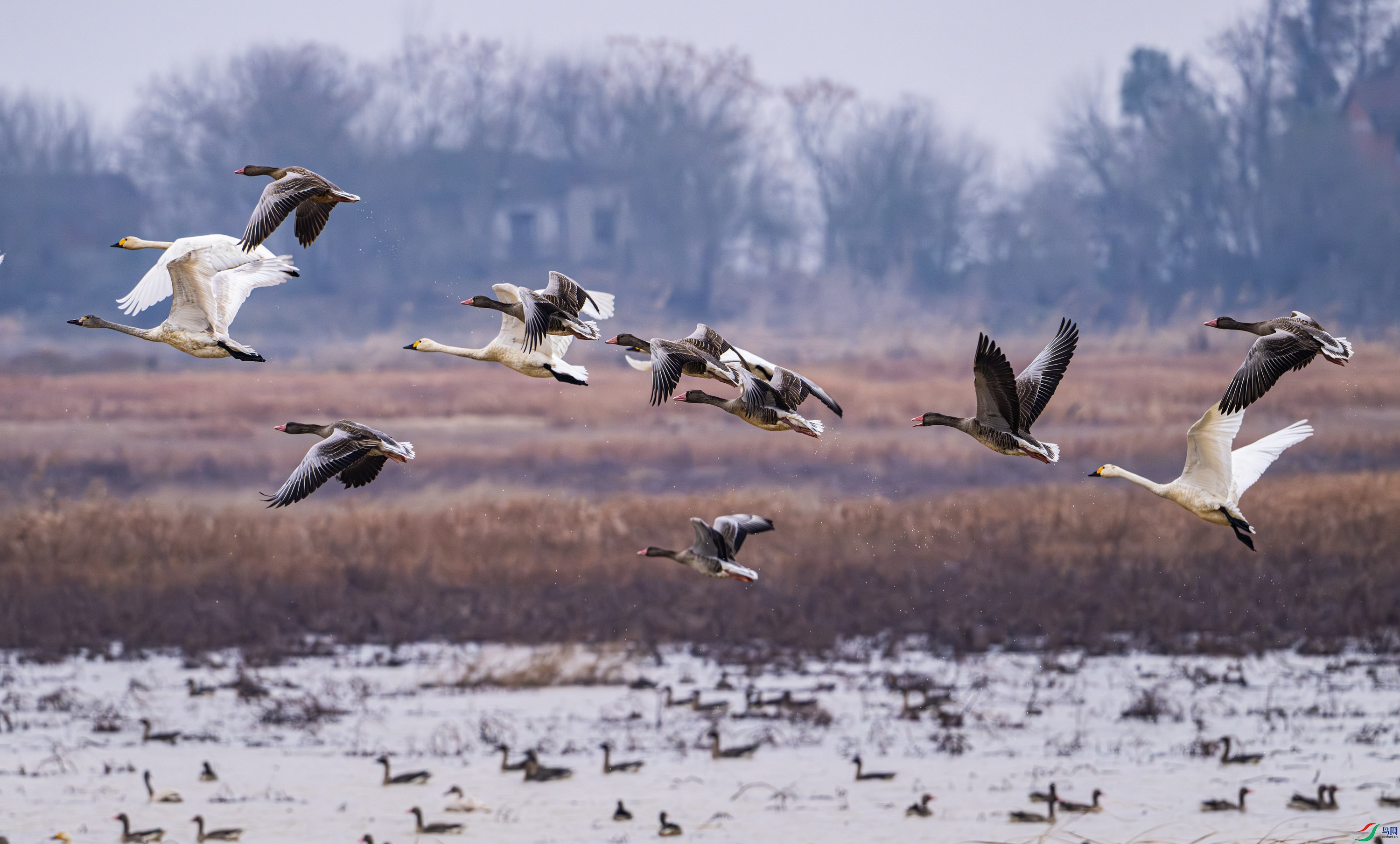 ����붹��