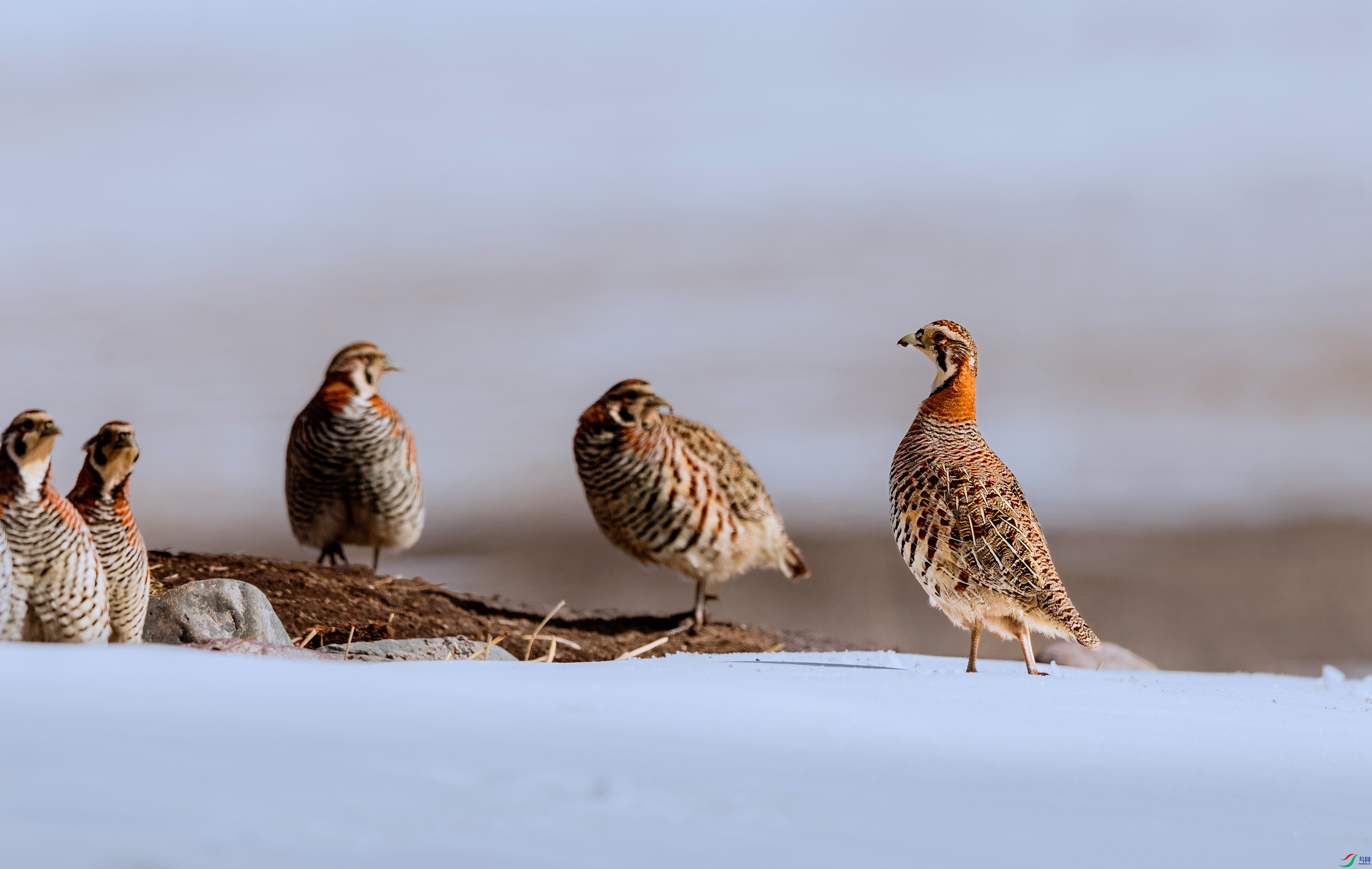 ��ѩ������š� - ����.jpg