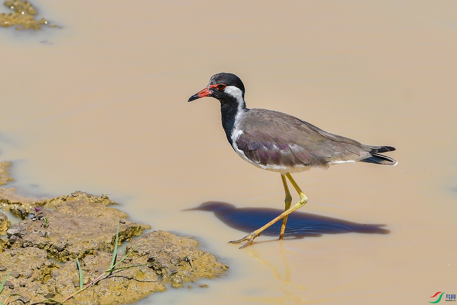 DSC_5037_DxOa.jpg