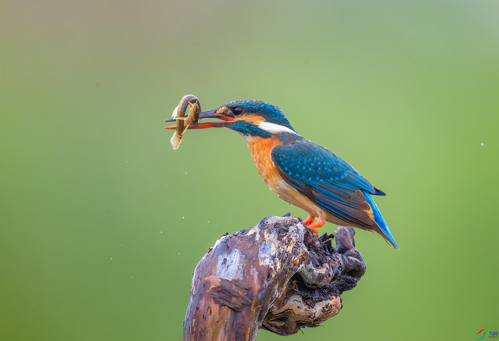DSC_3431-1.jpg