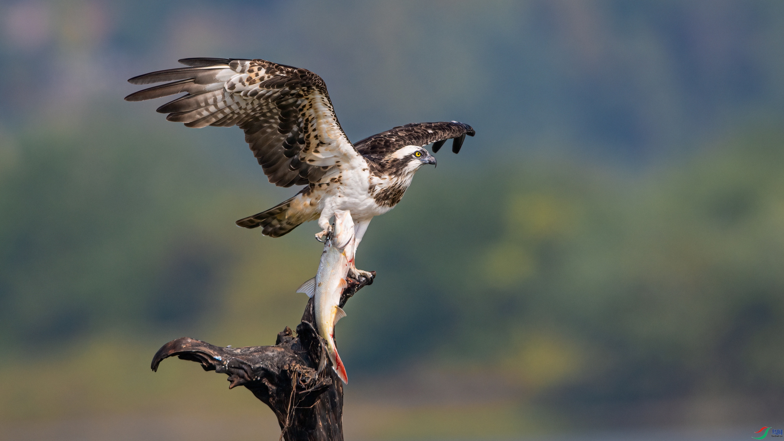 ��Ƭ_DSC1011 ����.jpg