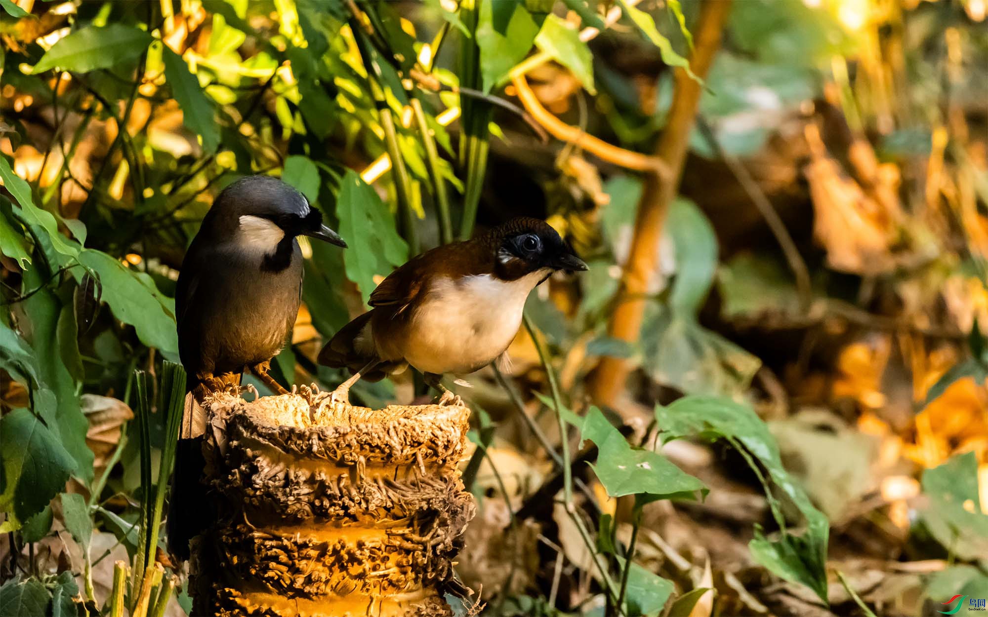 ��в����