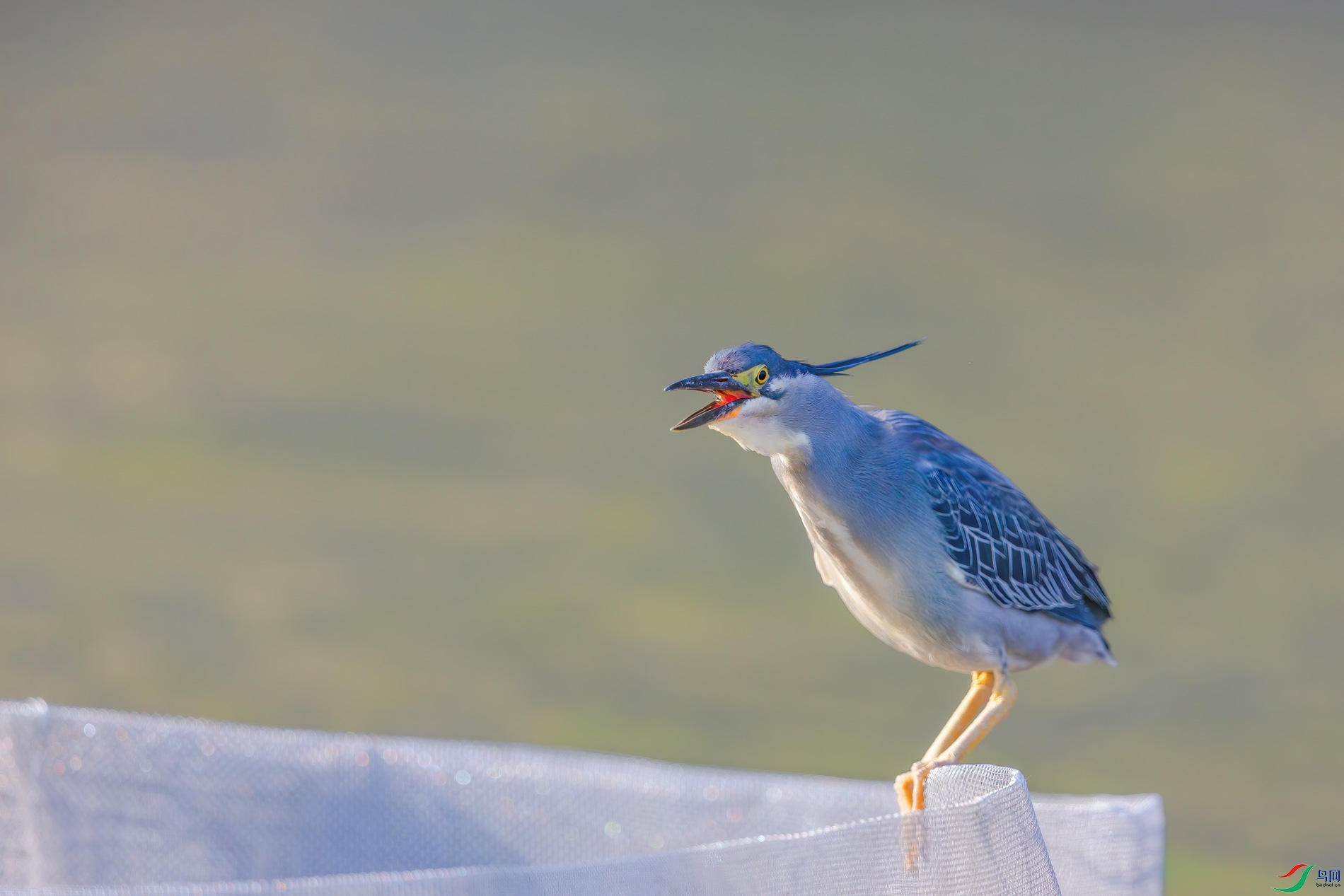 AQ4P0916-1.jpg