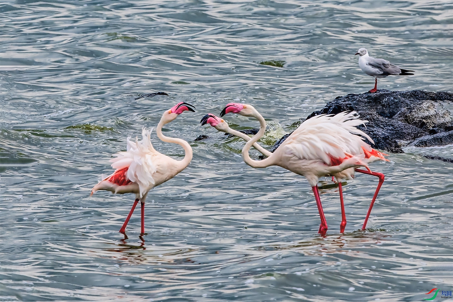 DSC_8271p.jpg