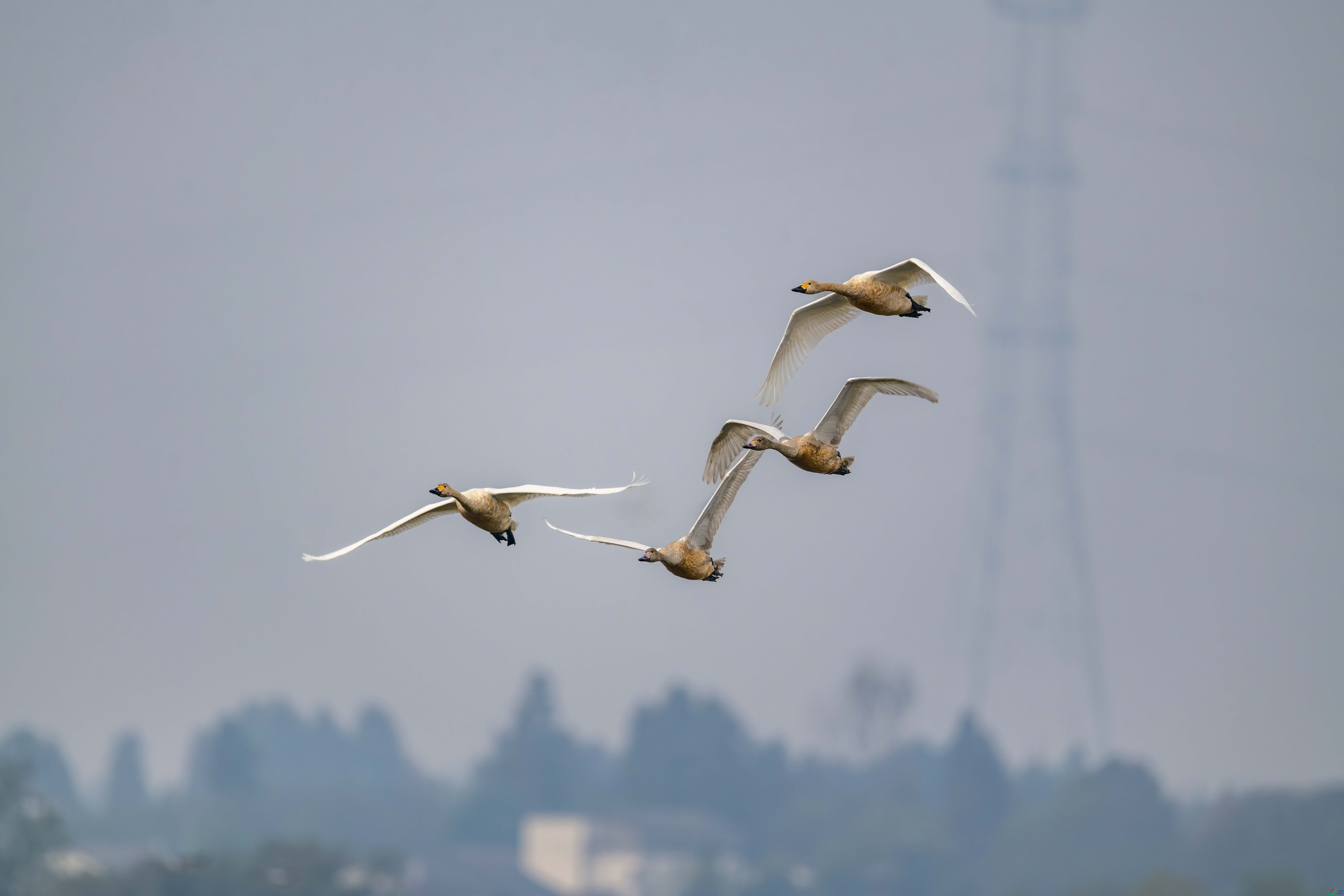 DSC_7357_1.JPG