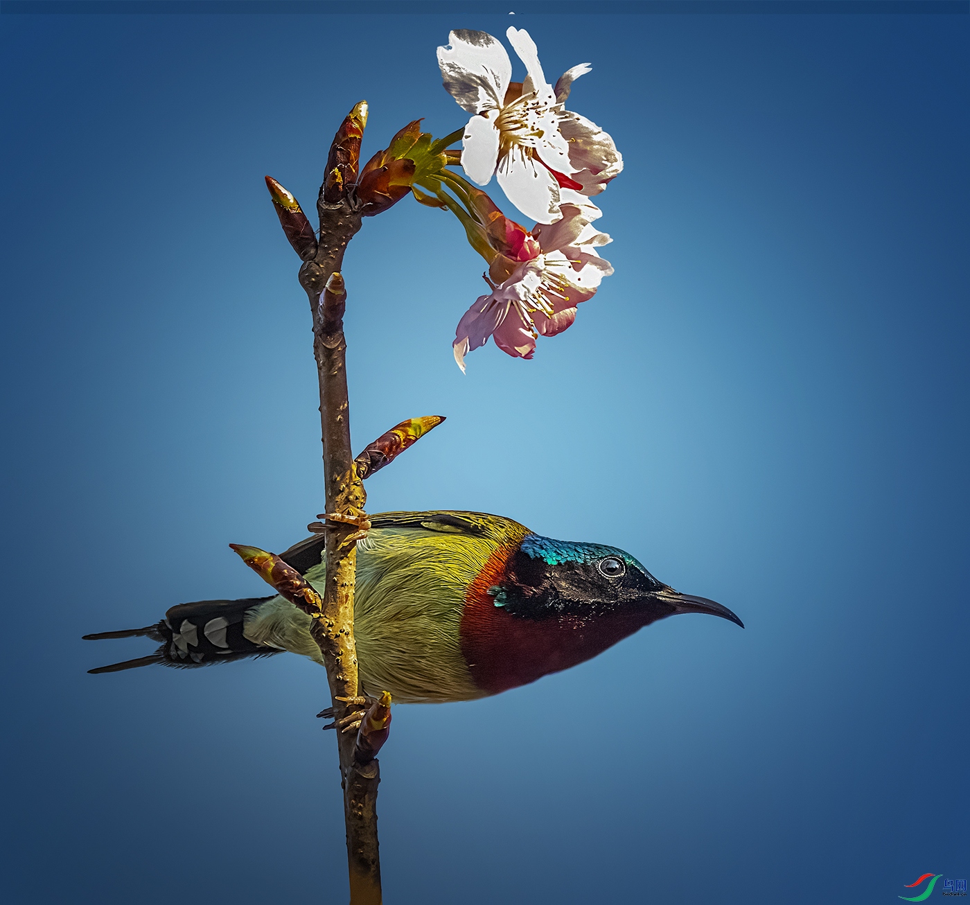 ��β̫����