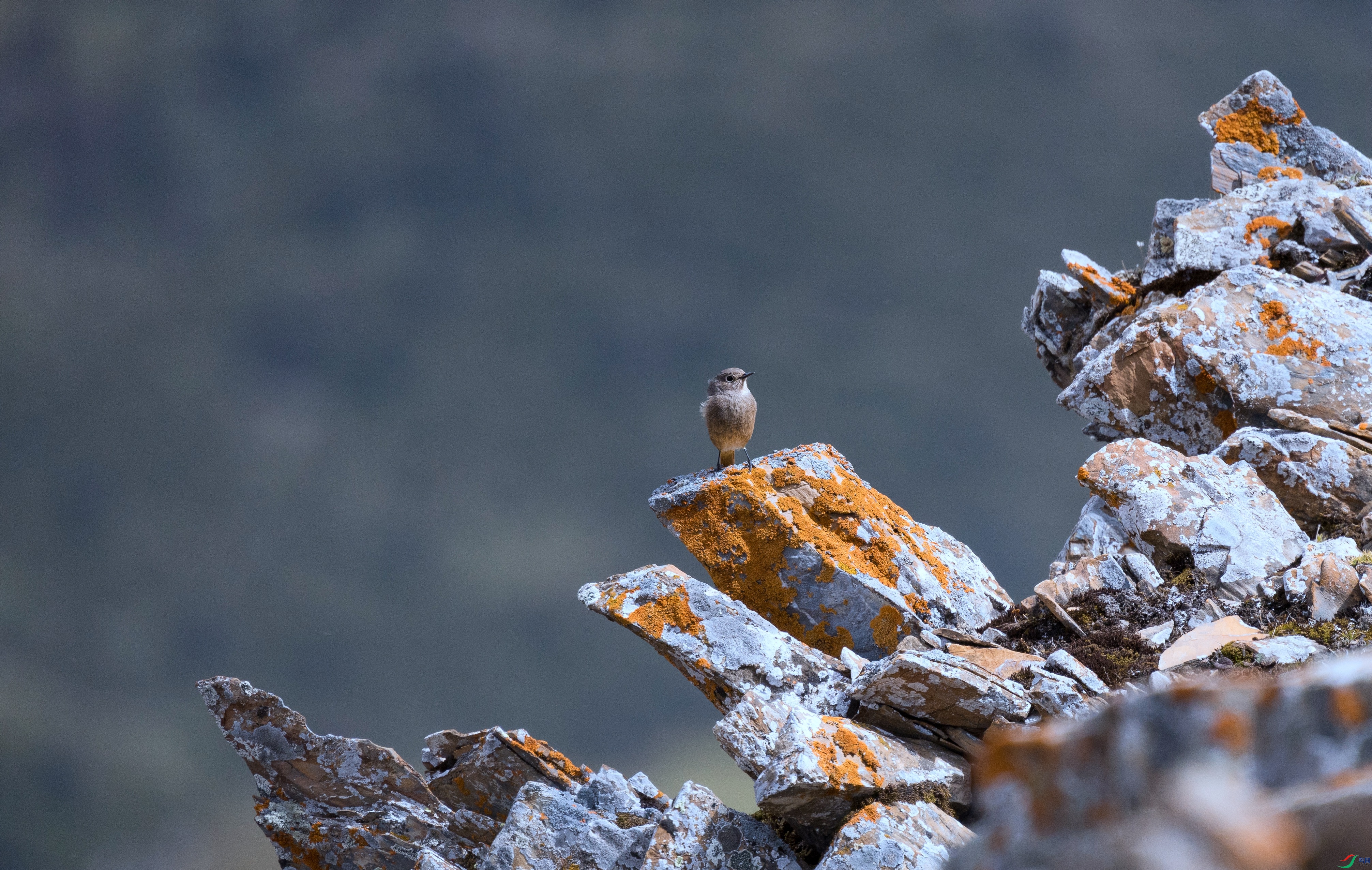 ��С�����ҷ塷 - ����.jpg