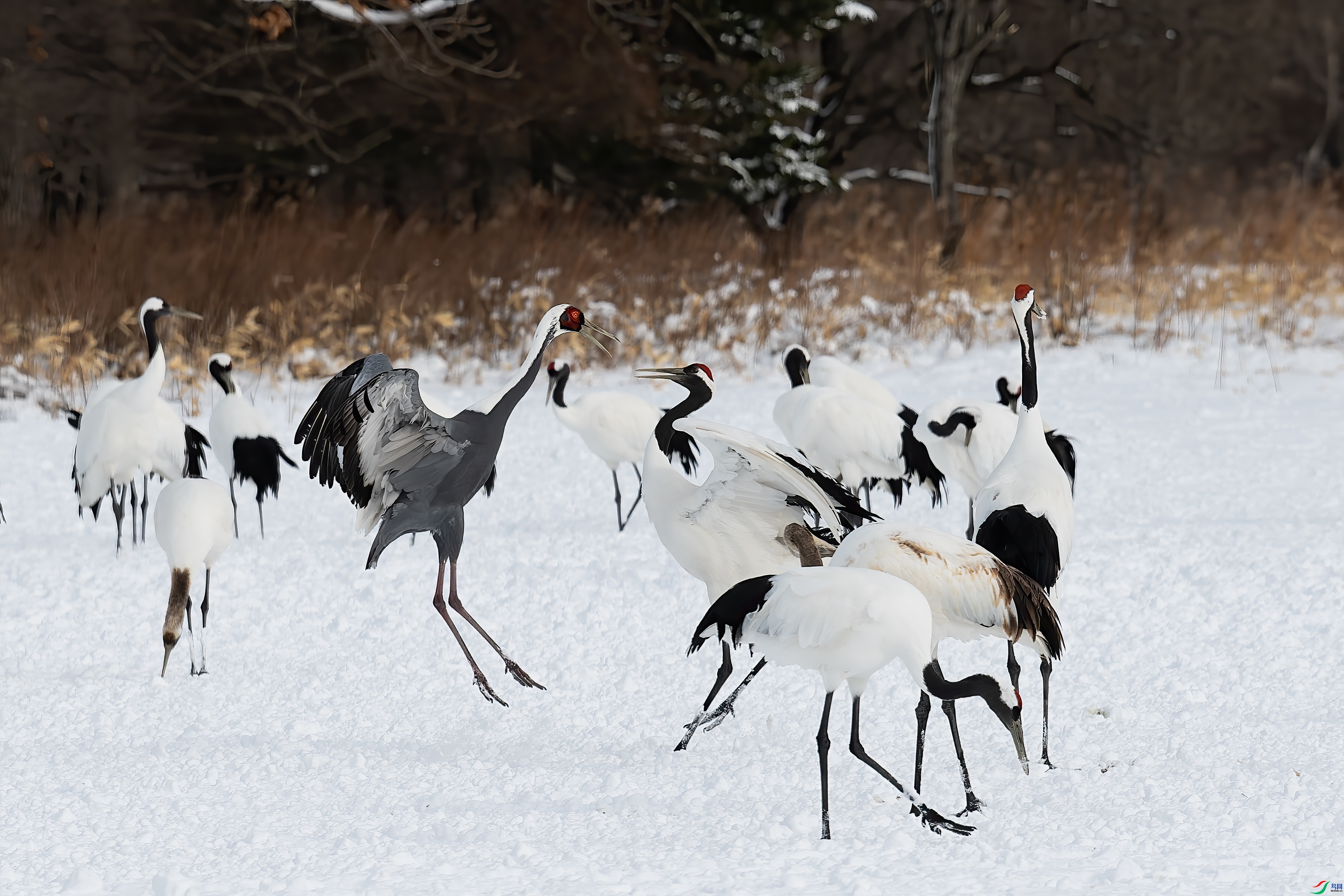 3.17 ������ʦ��Ʒ  ������ս  �ٻ�2024��3��17��ÿ�ռ���.jpg