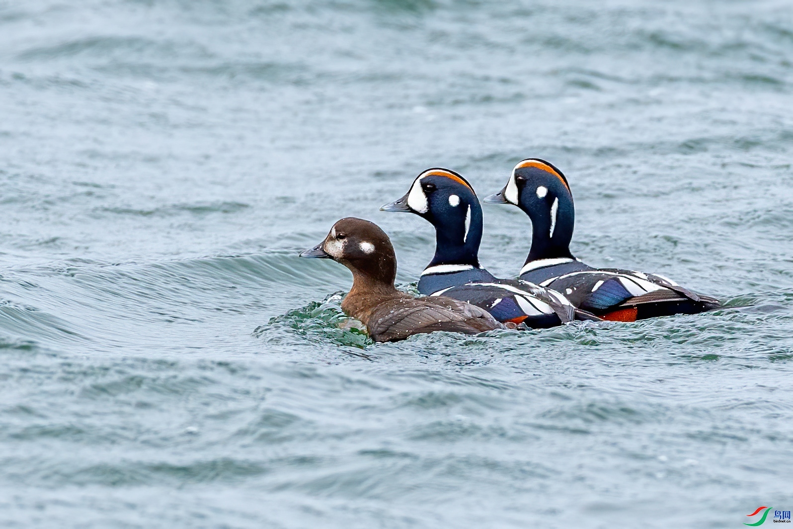 3.16 ������ʦ��Ʒ  ��Ѽ  �ٻ�2024��3��16����Ӱʦ��ҳ����.jpg