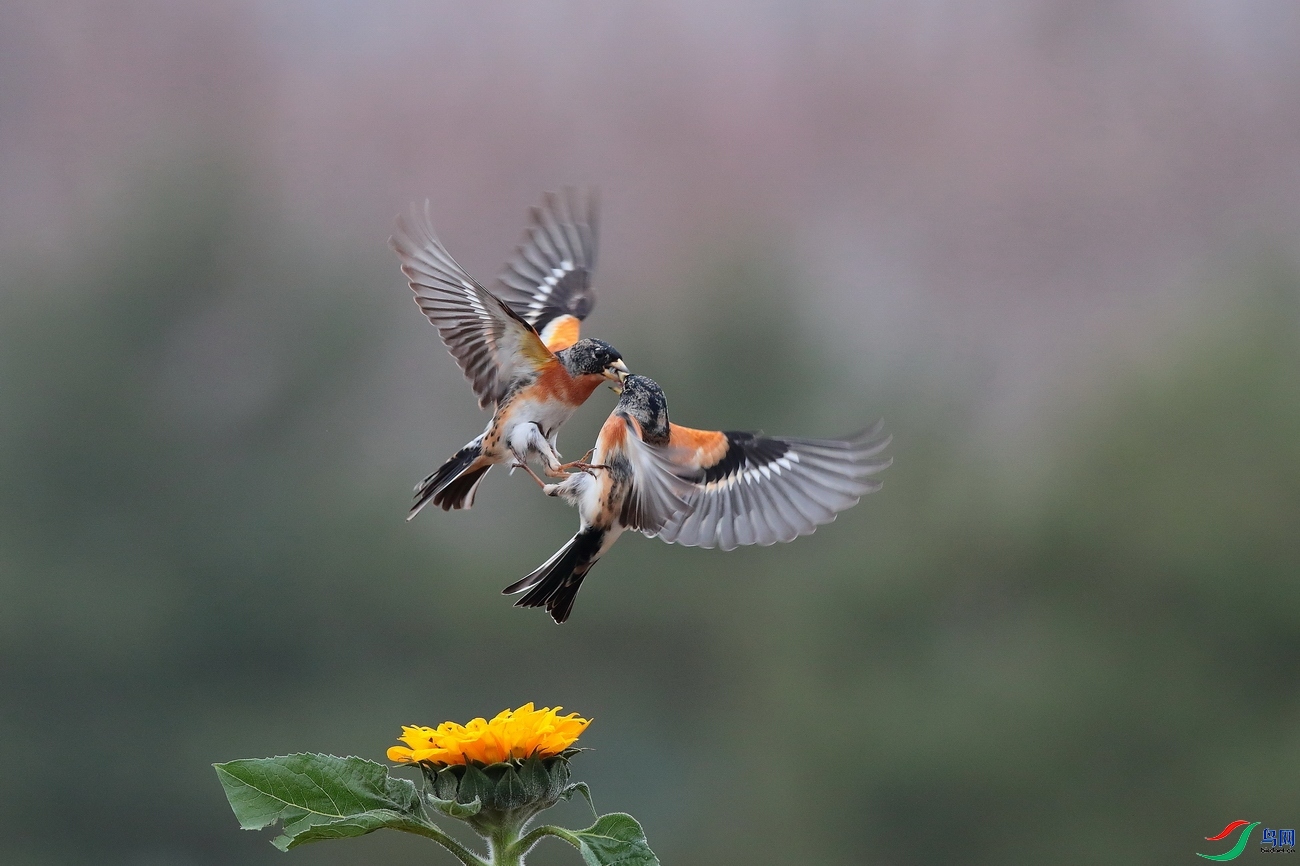 3.16 �����޺���ʦ��Ʒ  ����൱  �ٻ�2024��3��16�ջ�Ա��ҳ����.jpg