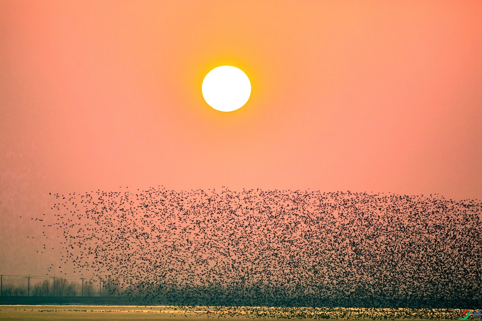 3.17 Ұâ��ʦ��Ʒ  Ѽ����  �ٻ�2024��3��17����Ӱʦ��ҳ����.jpg