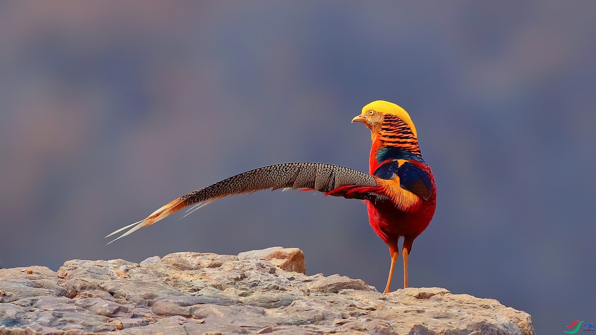 3.19 ��ʯɽ����ʦ��Ʒ  �켦  �ٻ�2024��3��19��������ҳ����.jpg