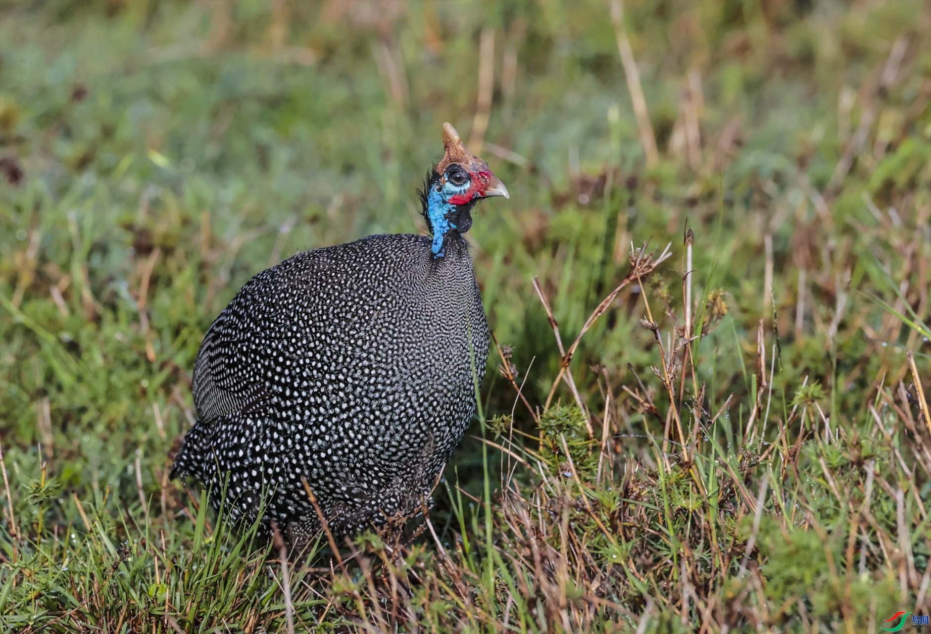 3.19 ����������ʦ��Ʒ  ��ȻҰ�ģ�Ư�����鼦  �ٻ�2024��3��19�ջ�Ա��ҳ����.jpg