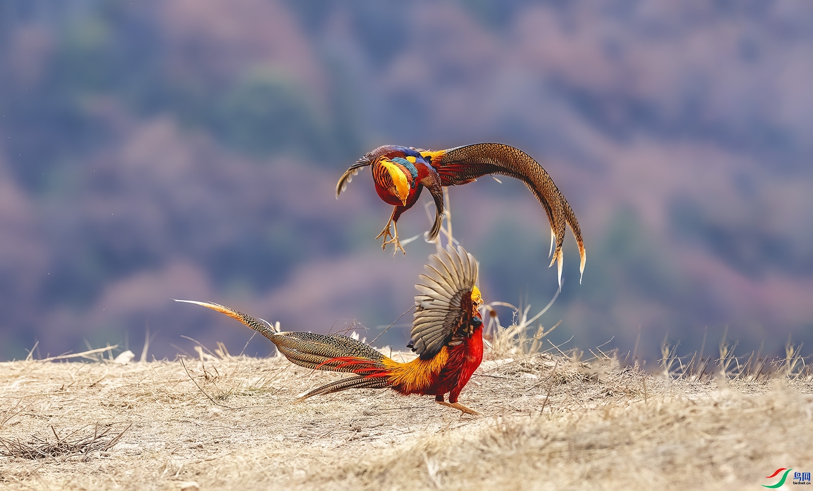 3.19 �ʷ�ţ��ʦ��Ʒ  �鶷  �ٻ�2024��3��19�ջ�Ա��ҳ����.jpg