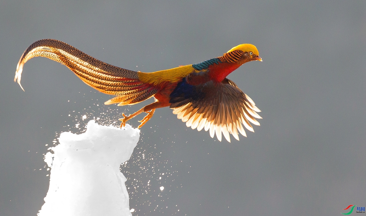 3.19 ��Х��ʦ��Ʒ  ̤ѩ����  �ٻ�2024��3��19�հ�����ҳ����.jpg