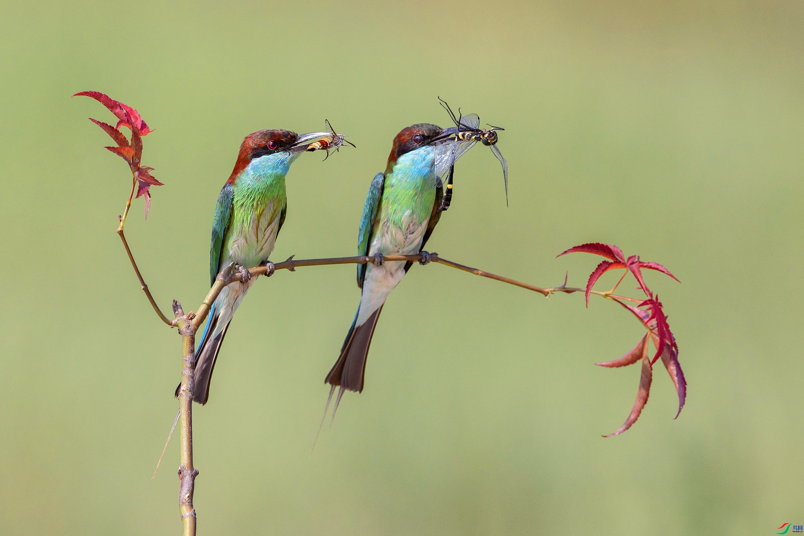 3.19 �ϲ�-���½�����ʦ��Ʒ  ������ɱ��  �ٻ�2024��3��19����Ӱʦ��ҳ����.jpg