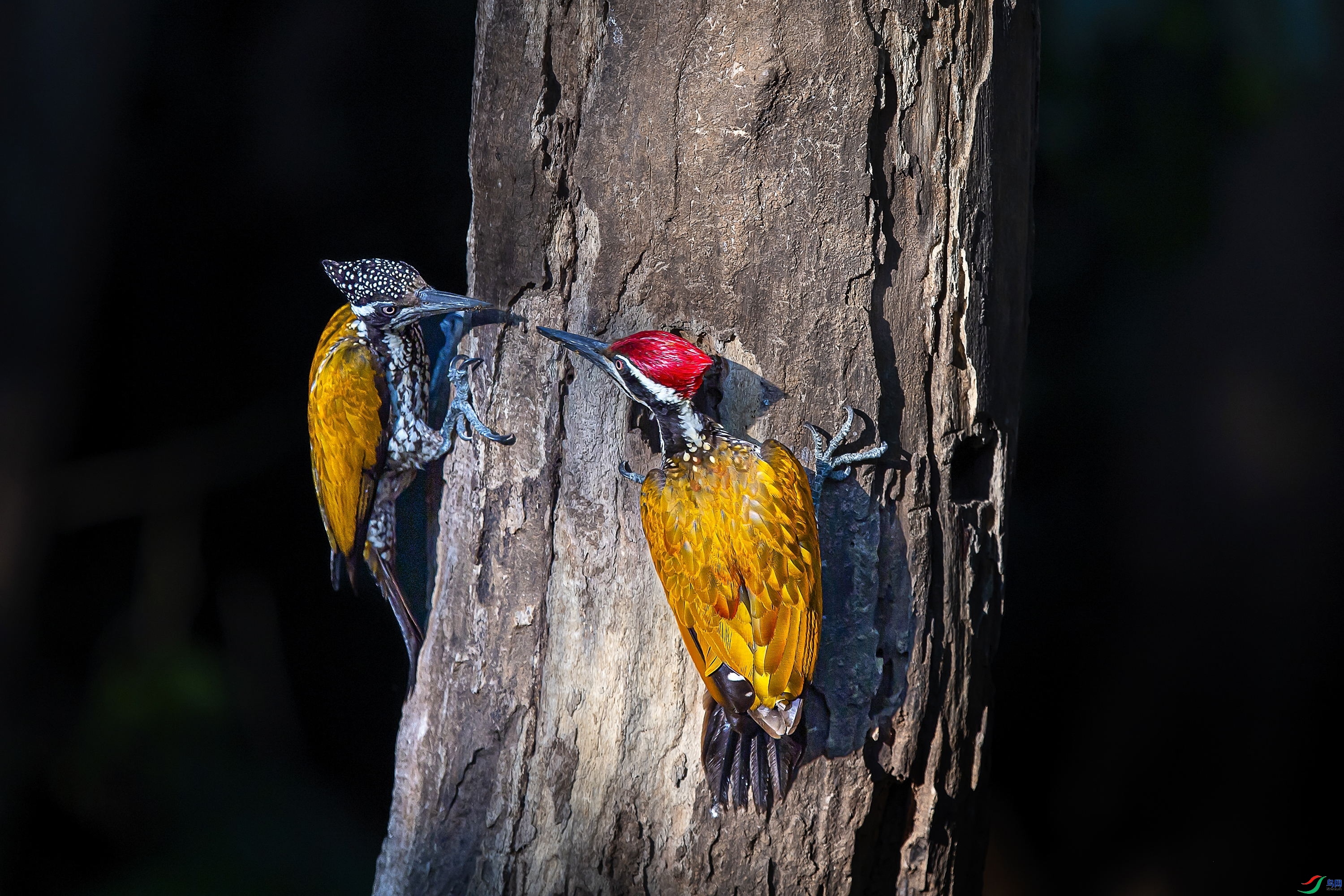 3.19 ����1183��ʦ��Ʒ  һ�Դ��  �ٻ�2024��3��19�ջ�Ա��ҳ����.jpg