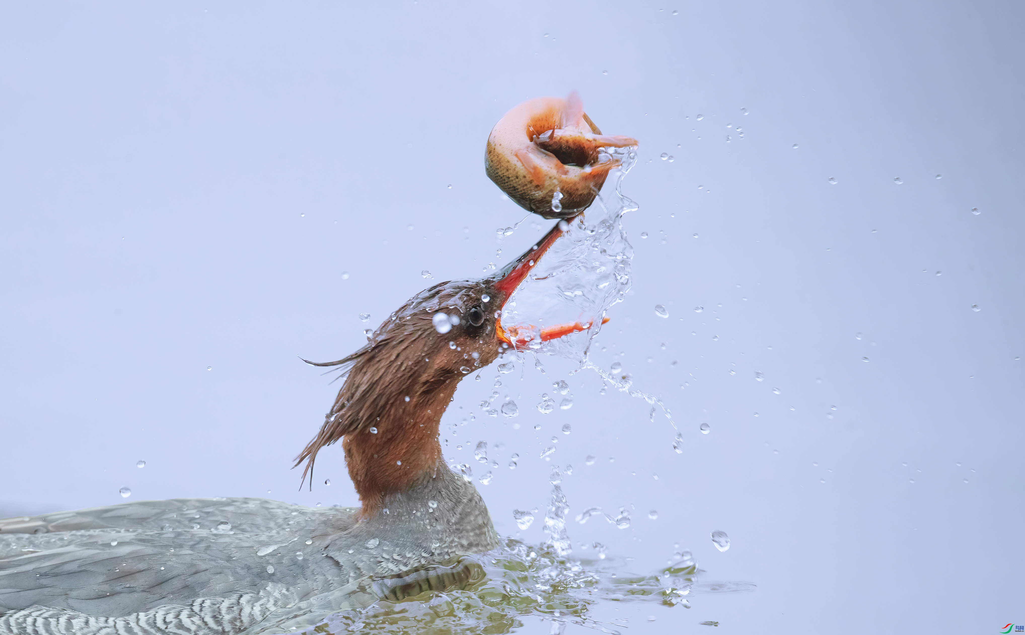 3.19 С������ʦ��Ʒ  ���ҵ�����  �ٻ�2024��3��19�հ�����ҳ����.jpg