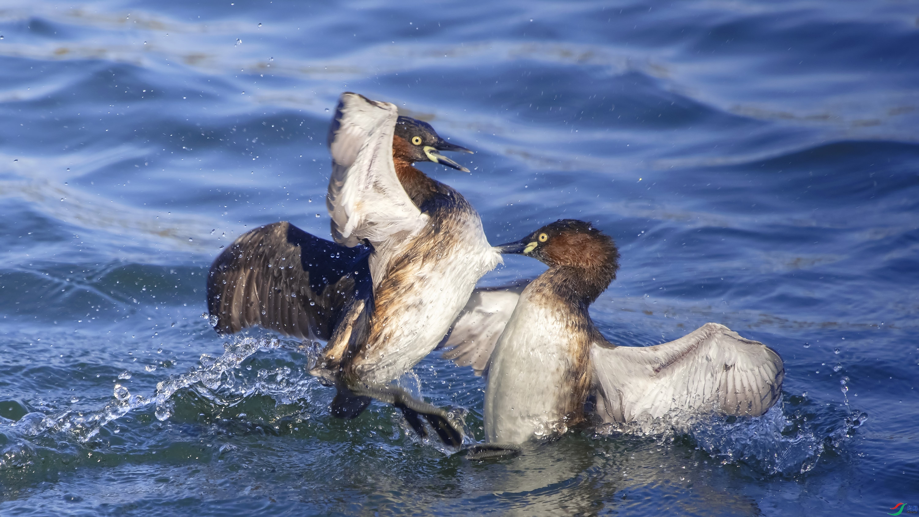 3.20 superauv��ʦ��Ʒ  �ú�԰С���  �ٻ�2024��3��20�ջ�Ա��ҳ����.jpg