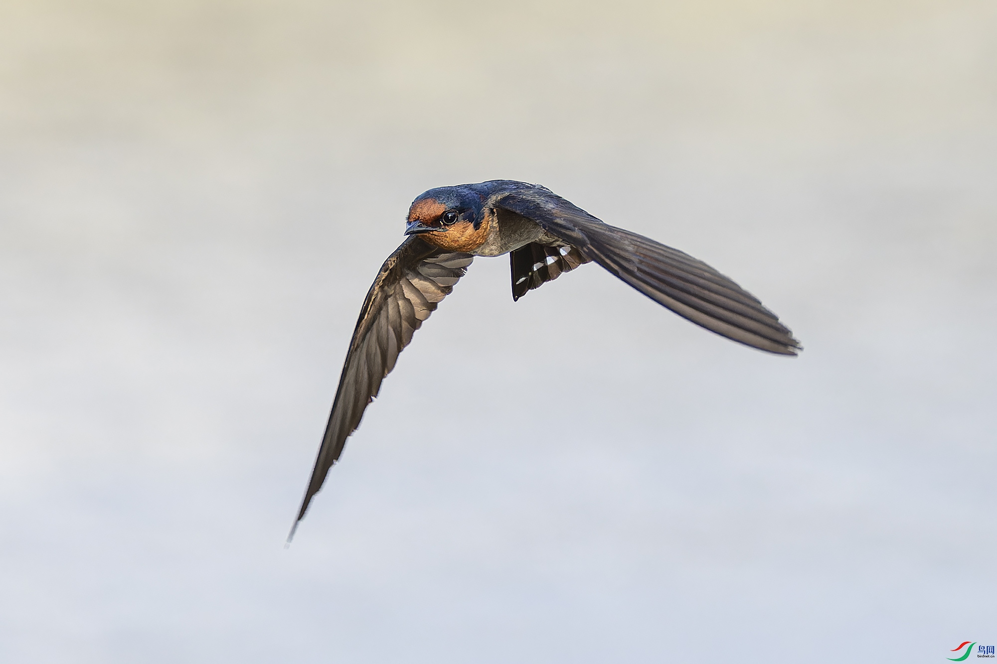 _97A4078-CR3 copy.jpg