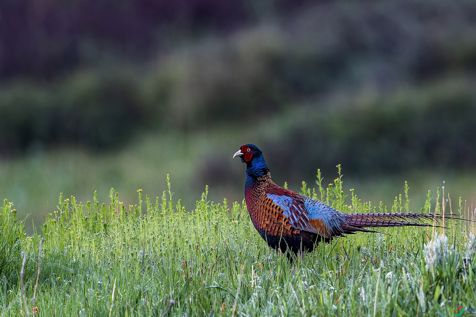 ���� (2)-1.jpg